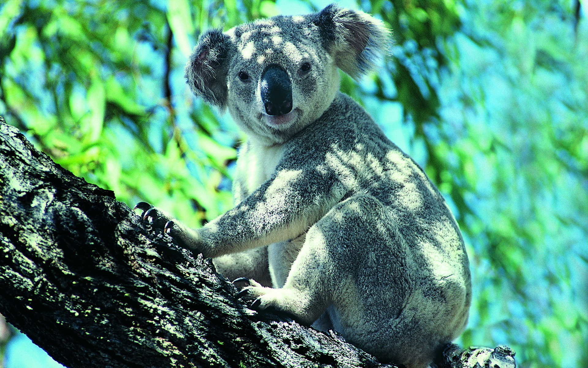 600637 Bild herunterladen tiere, koala - Hintergrundbilder und Bildschirmschoner kostenlos