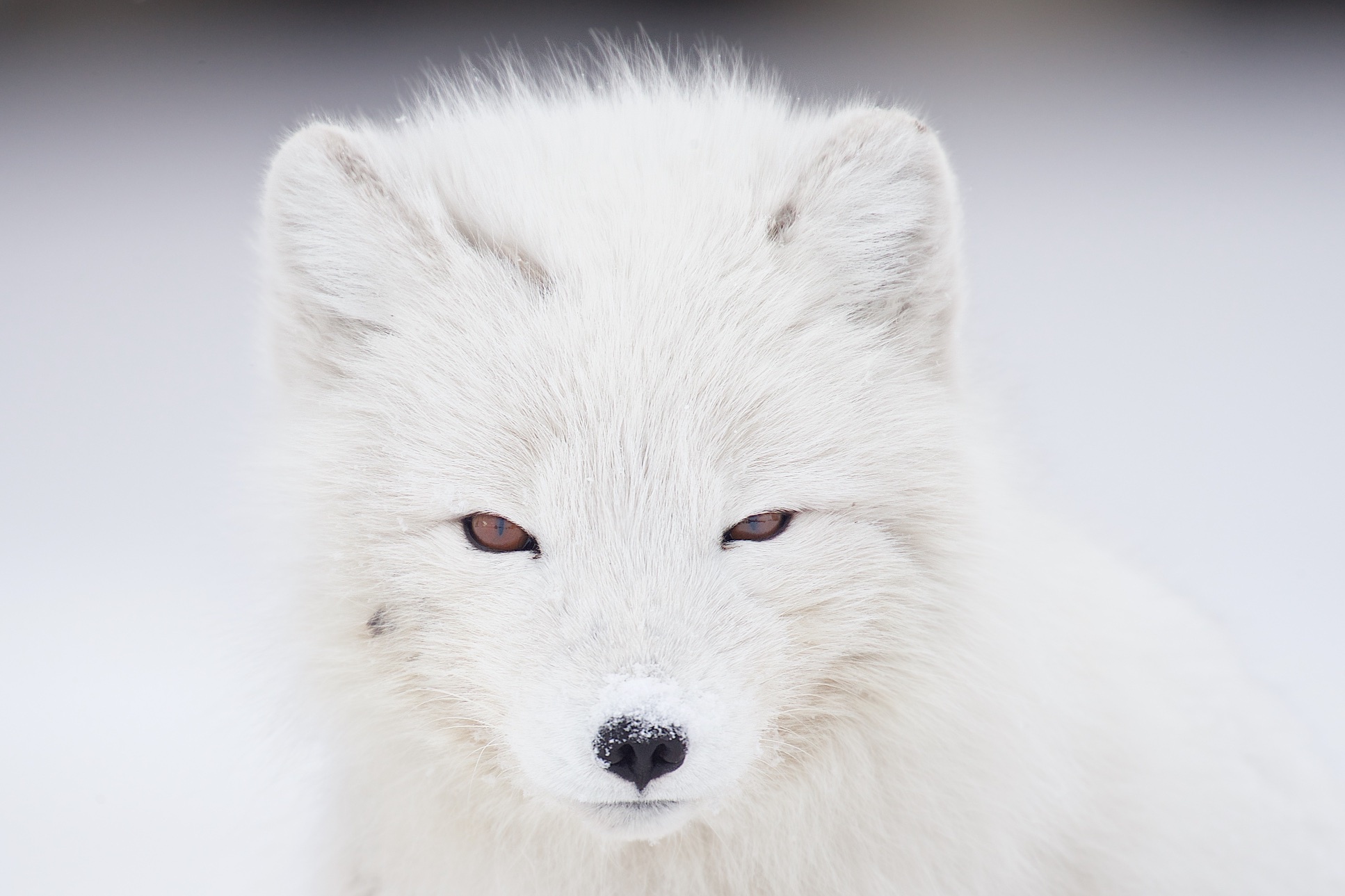 Download mobile wallpaper Dogs, Animal, Arctic Fox, Stare for free.