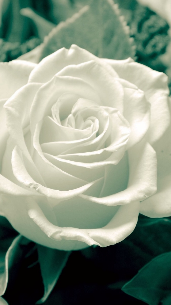 無料モバイル壁紙自然, フラワーズ, 花, 薔薇, 地球, ホワイトローズ, 白い花をダウンロードします。