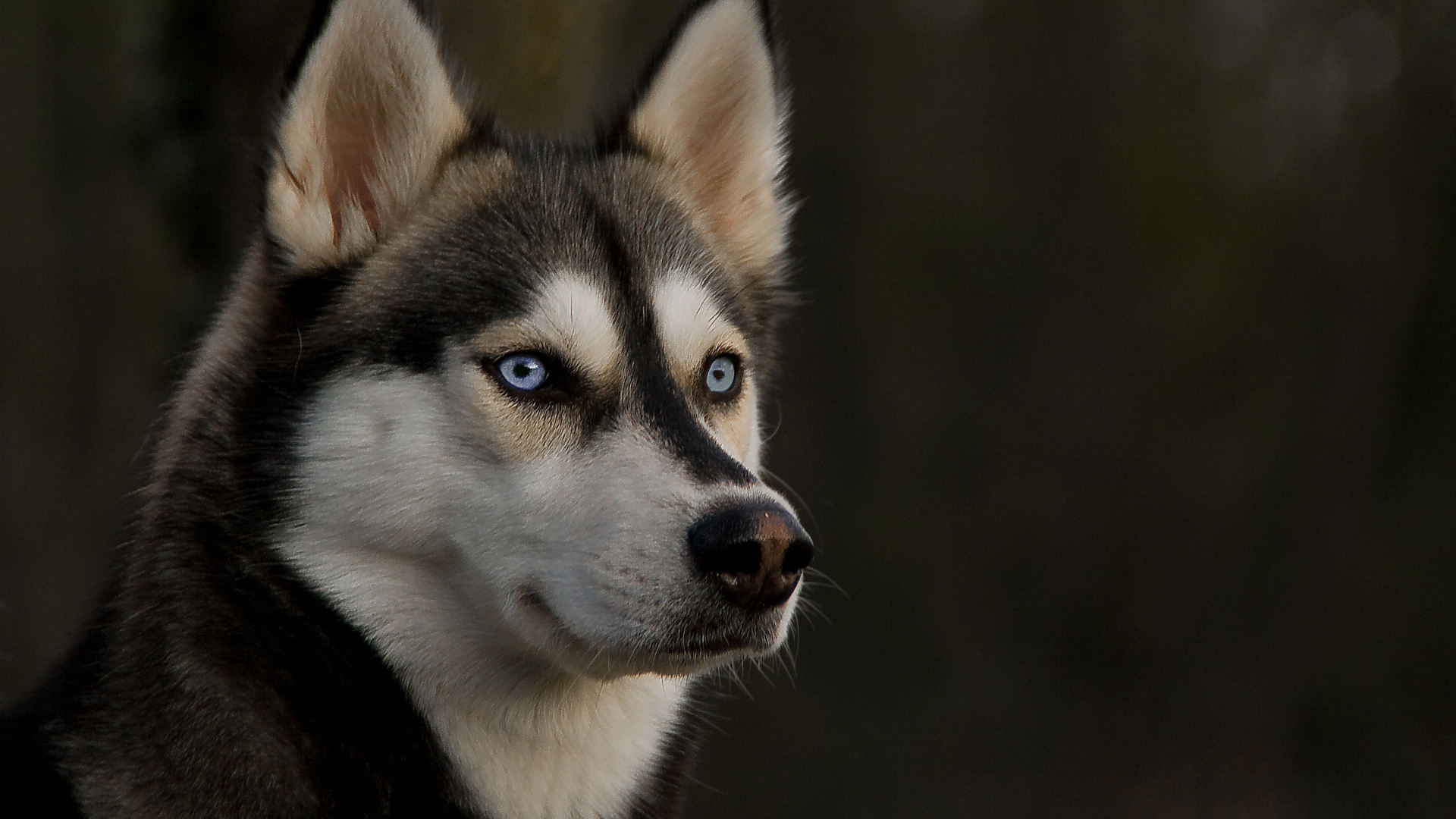 animal, siberian husky, dog