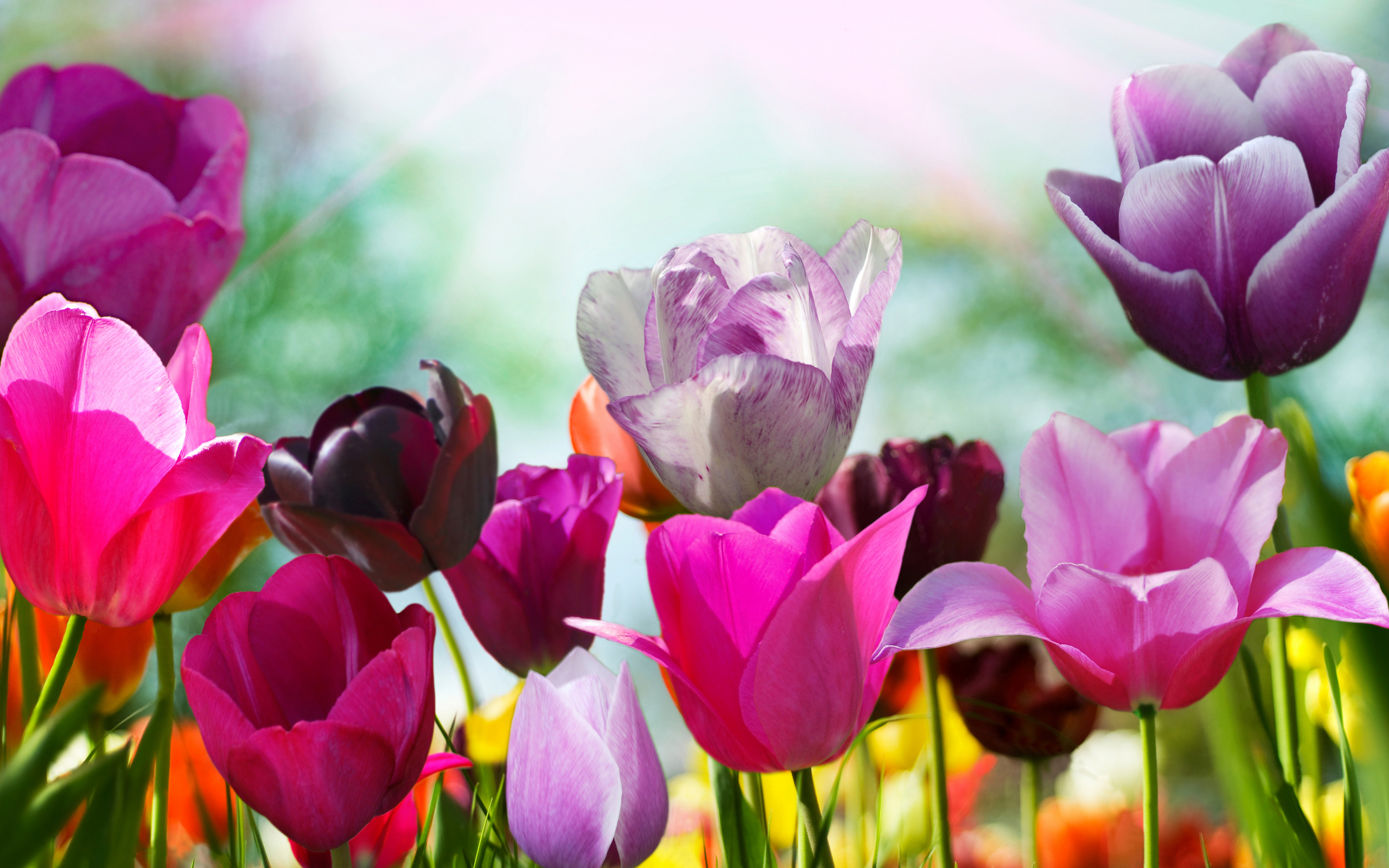 Laden Sie das Tulpe, Blumen, Blume, Erde/natur-Bild kostenlos auf Ihren PC-Desktop herunter