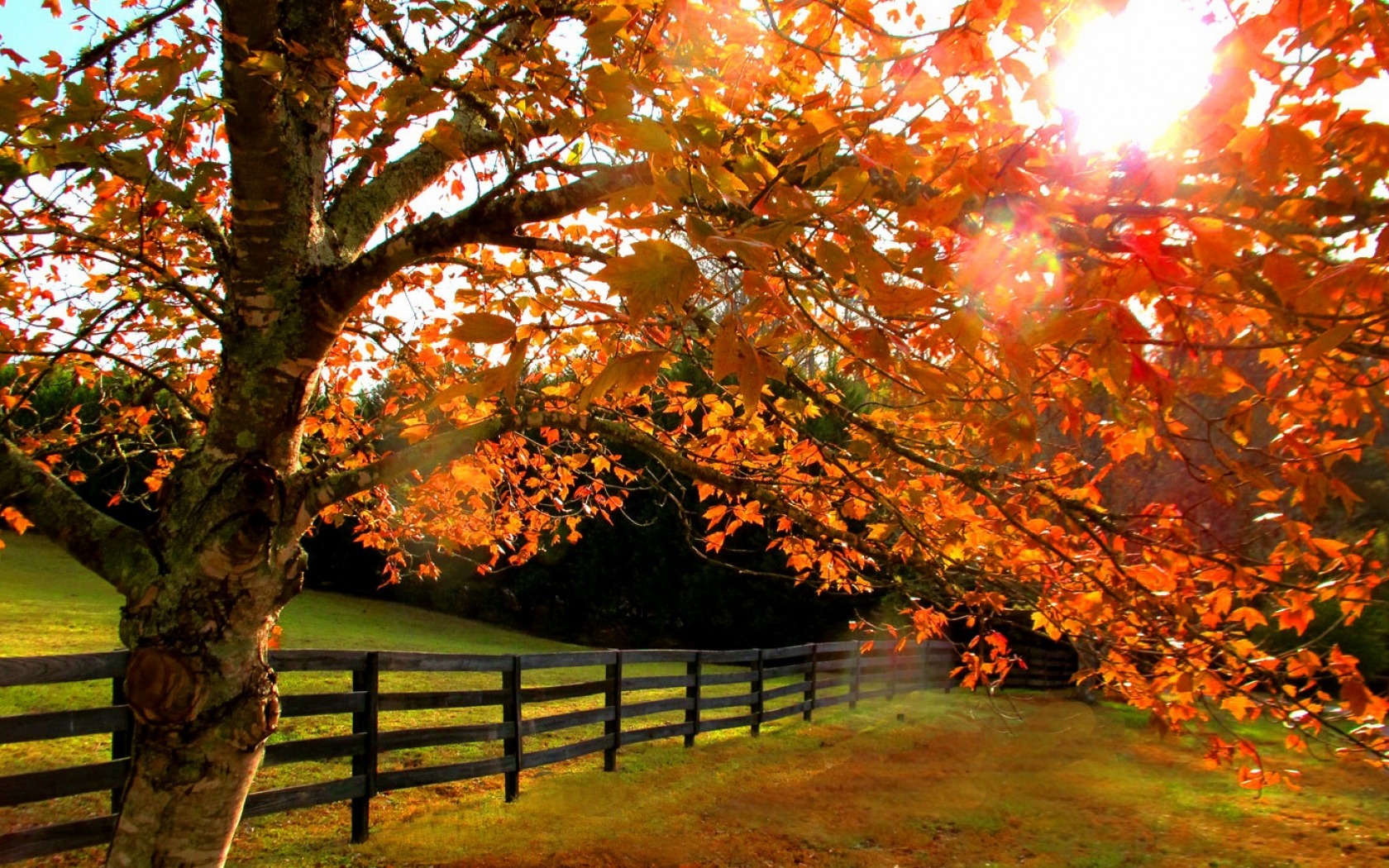 Скачать обои бесплатно Деревья, Осень, Дерево, Поле, Ограда, Земля/природа картинка на рабочий стол ПК