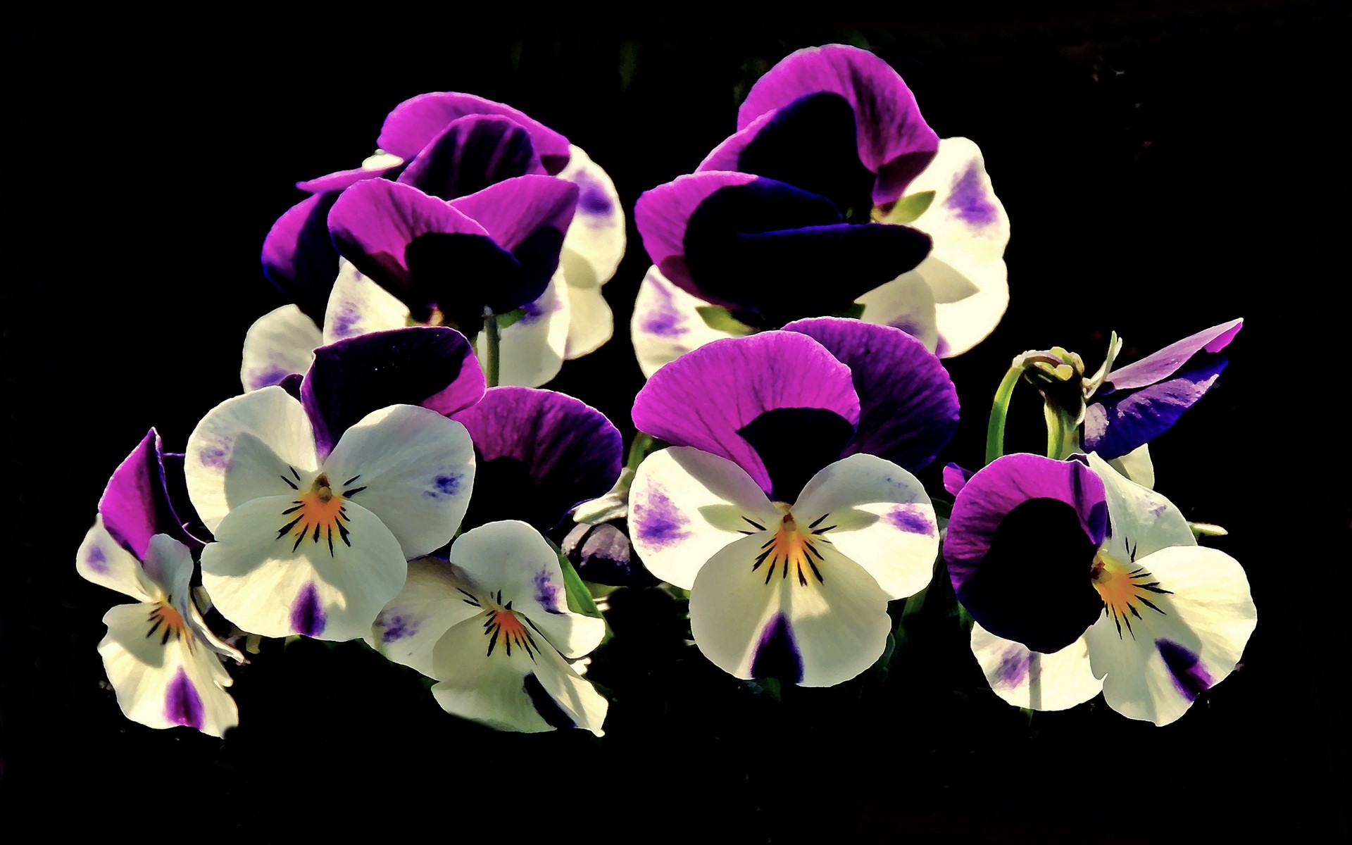 Free download wallpaper Flowers, Flower, Earth, White Flower, Purple Flower, Pansy on your PC desktop