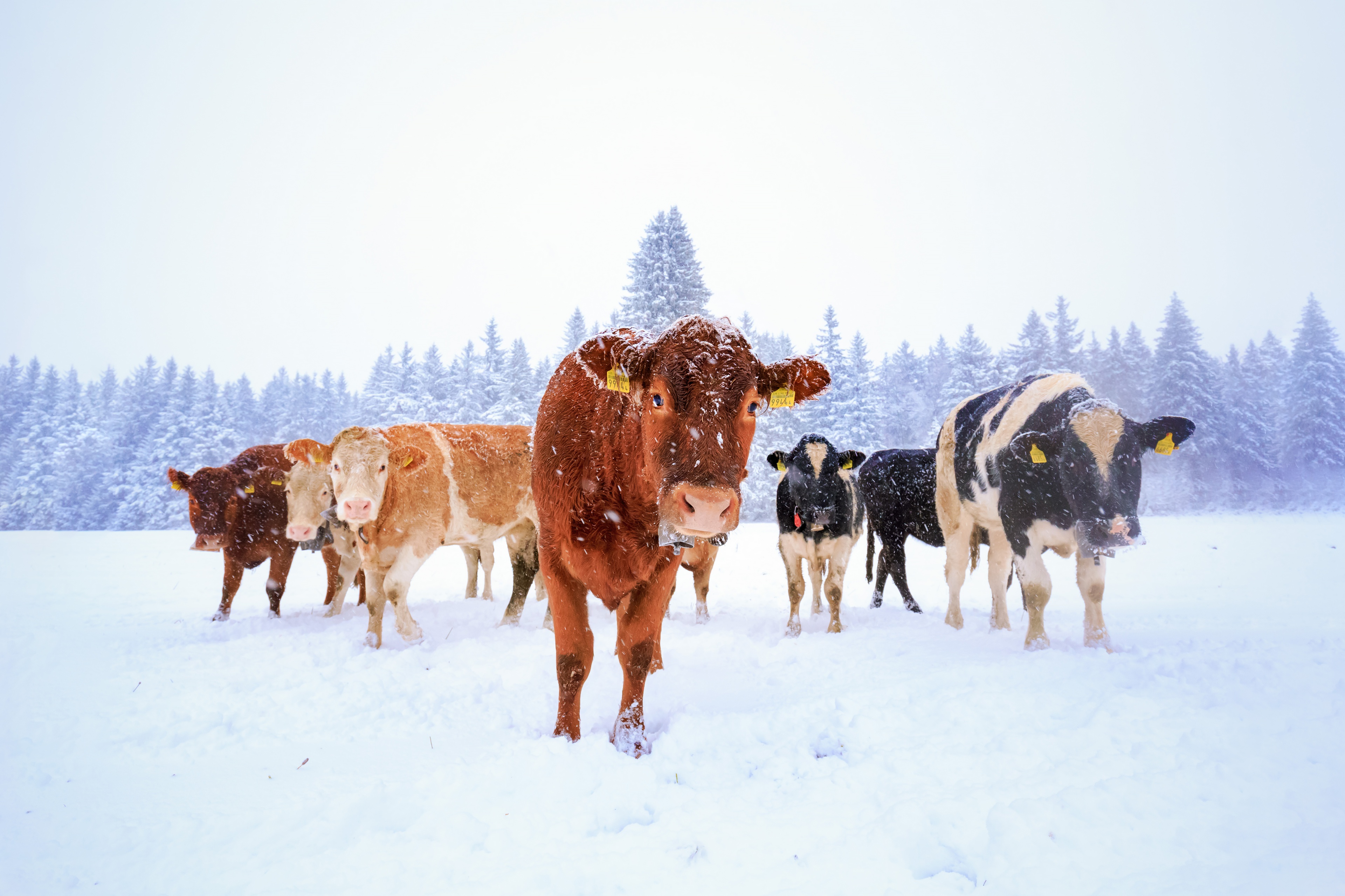 Handy-Wallpaper Tiere, Winter, Schnee, Kuh kostenlos herunterladen.
