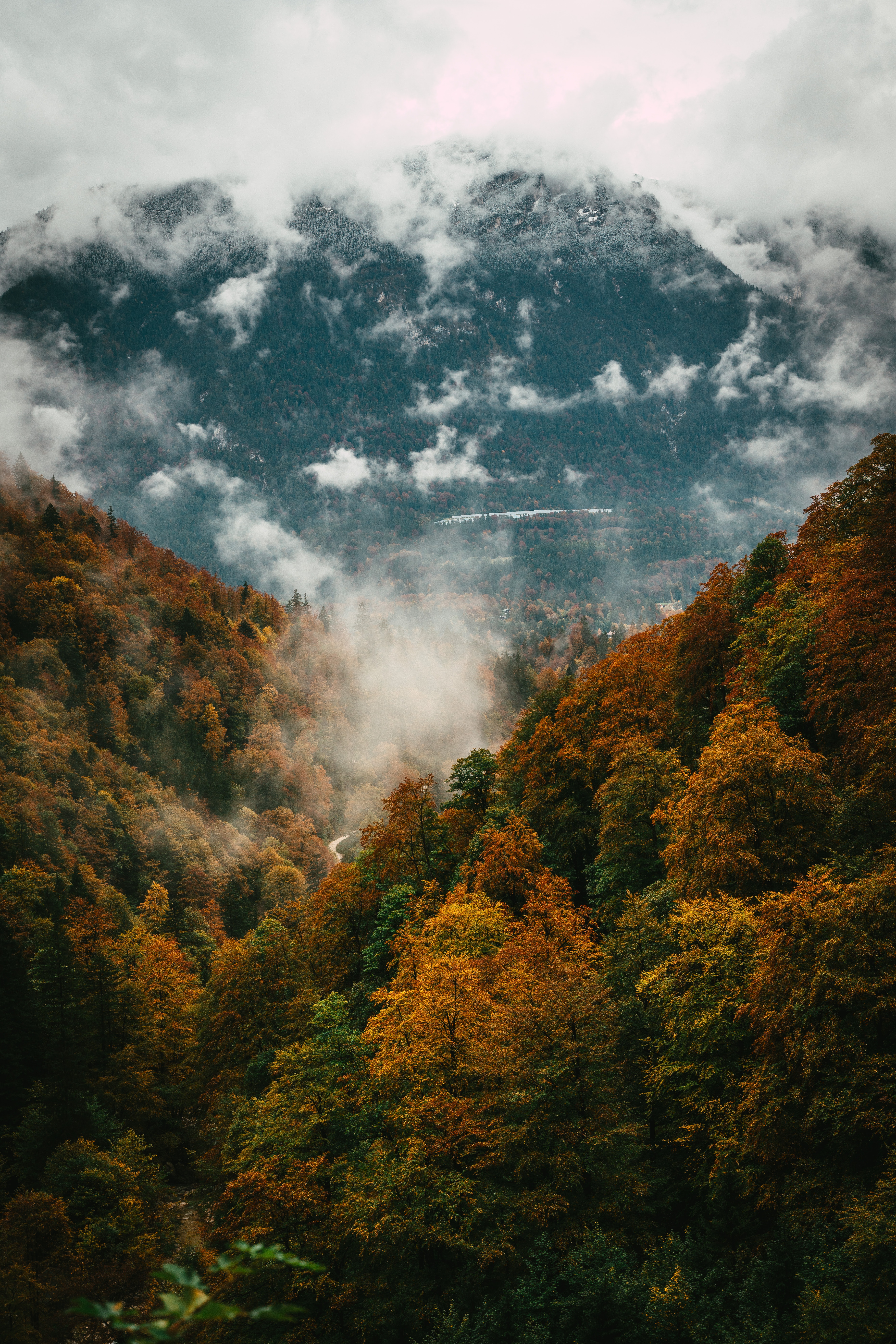 Download mobile wallpaper Autumn, Trees, Fog, Nature, Forest for free.
