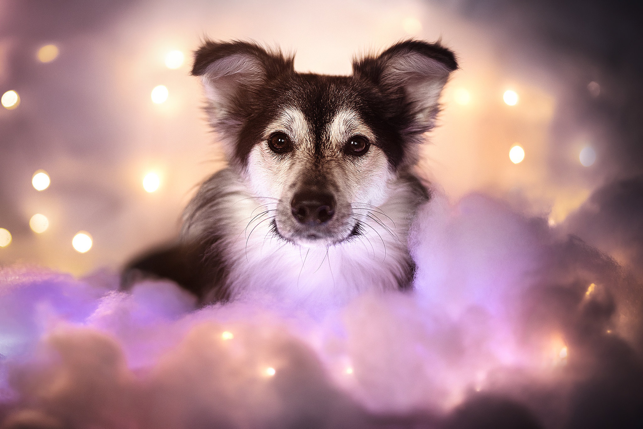 Baixe gratuitamente a imagem Animais, Cães, Luz, Cão na área de trabalho do seu PC