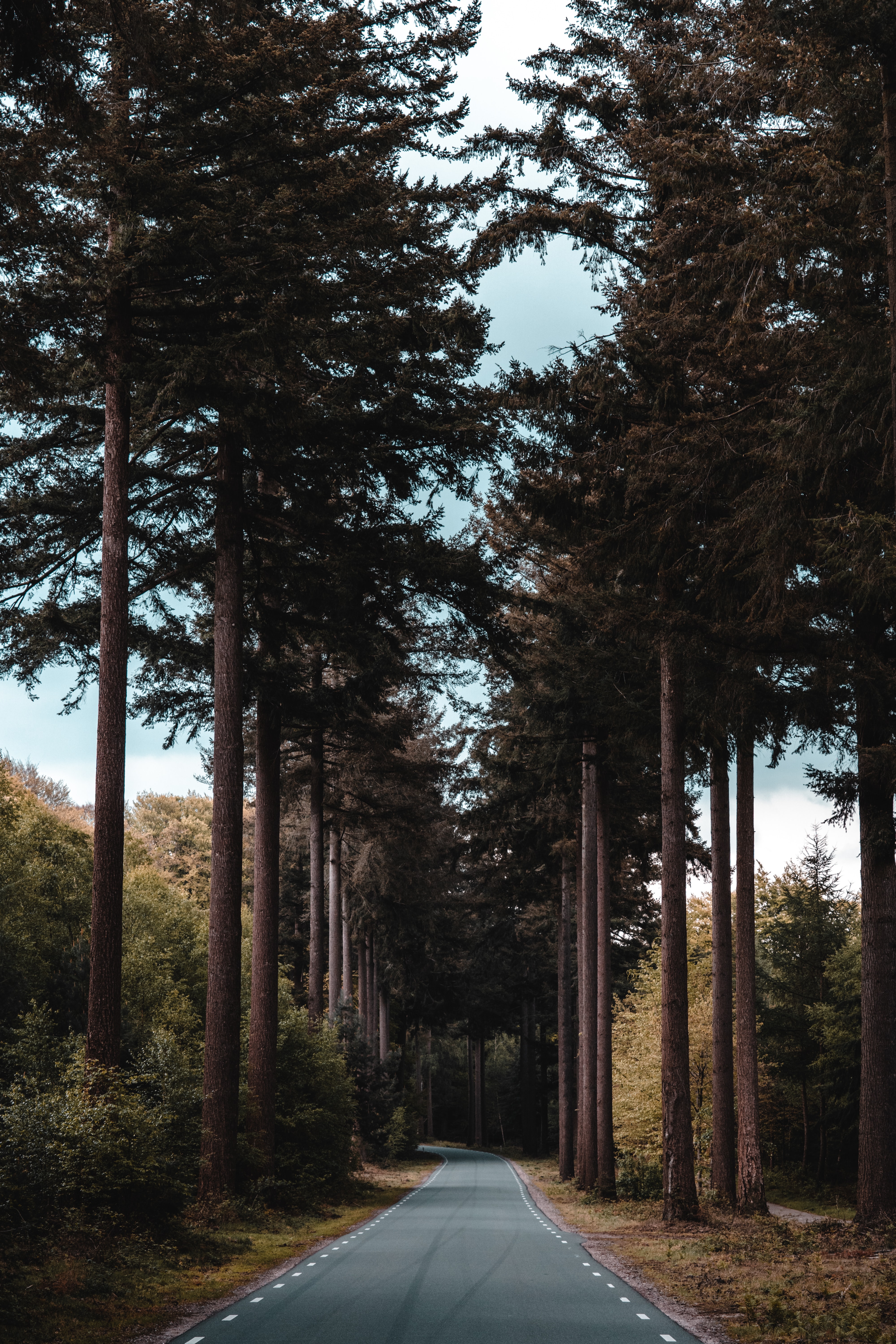 Free download wallpaper Trees, Road, Dahl, Nature, Pine, Forest, Distance on your PC desktop