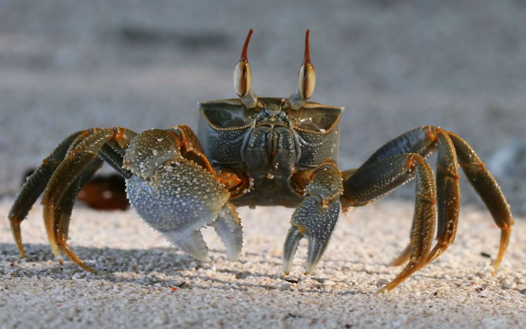 crab, animals, sand, claws