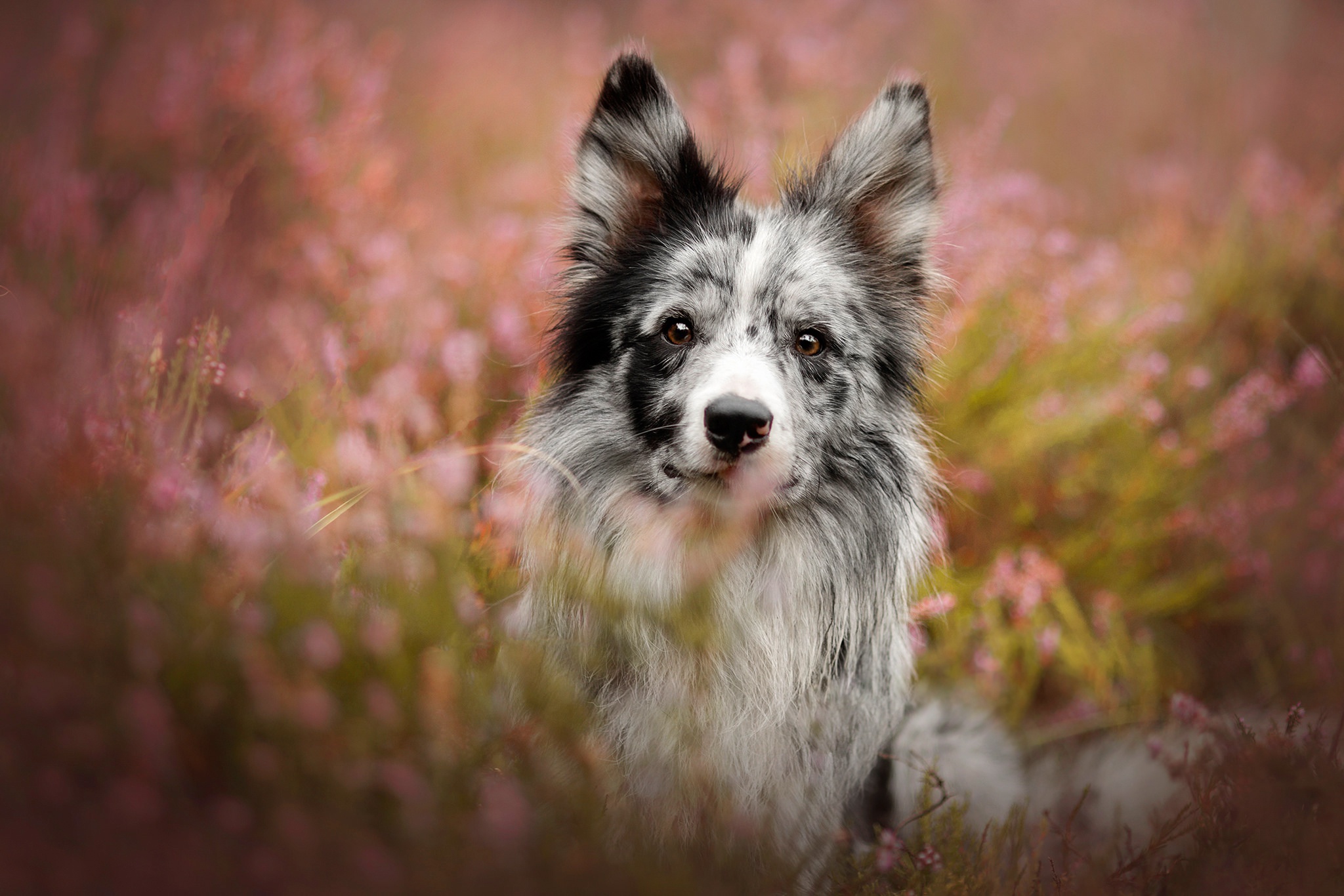 Laden Sie das Tiere, Hunde, Hund, Border Collie-Bild kostenlos auf Ihren PC-Desktop herunter