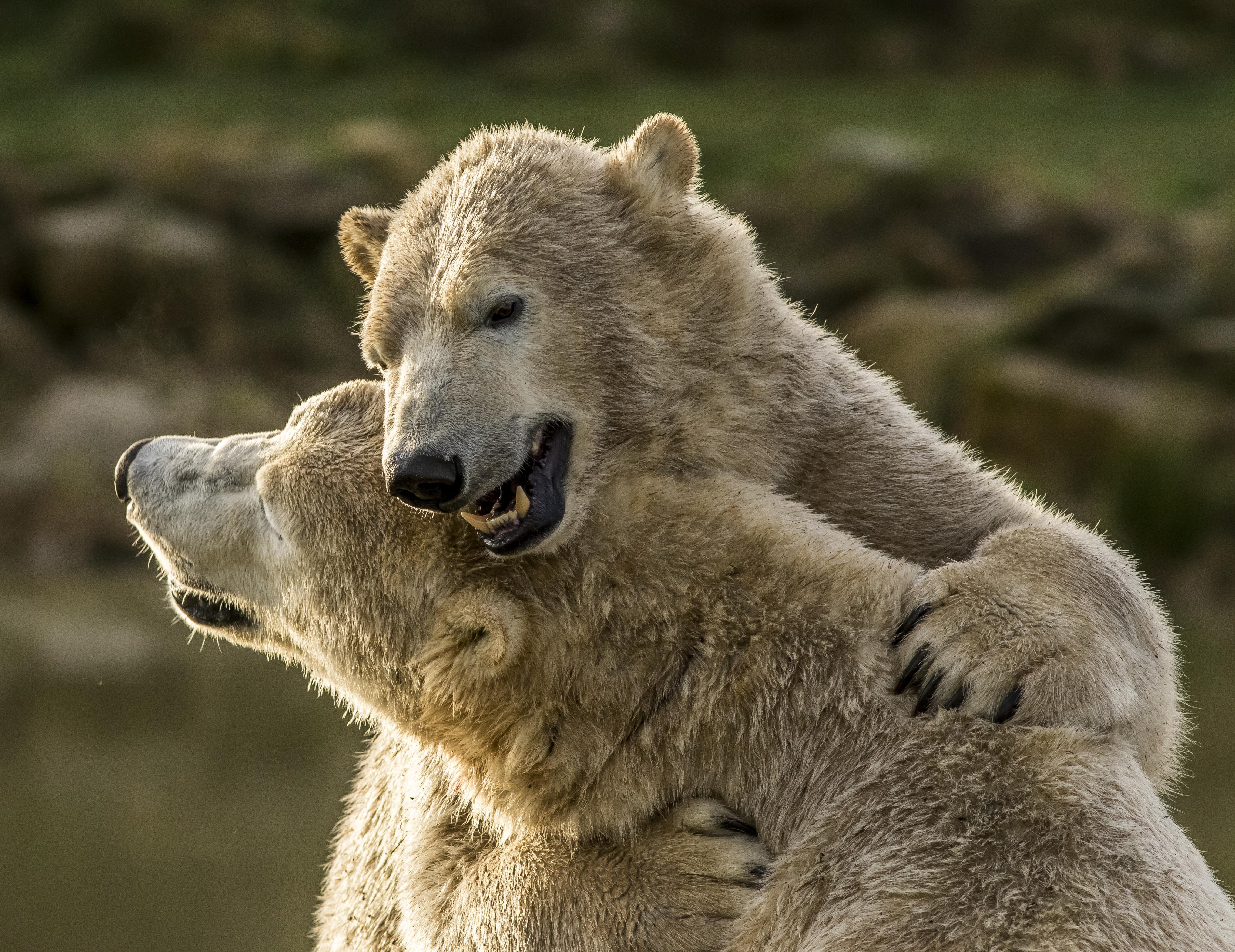 Download mobile wallpaper Bears, Animal, Polar Bear for free.