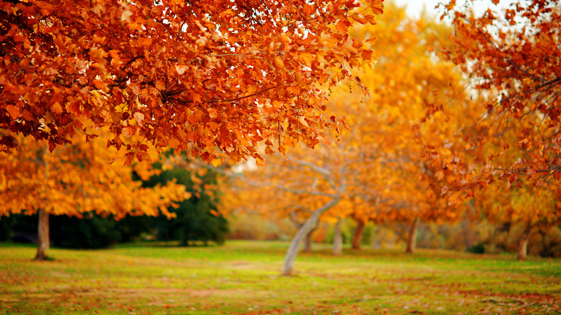 無料モバイル壁紙木, 秋, 葉, オレンジ, 風景をダウンロードします。