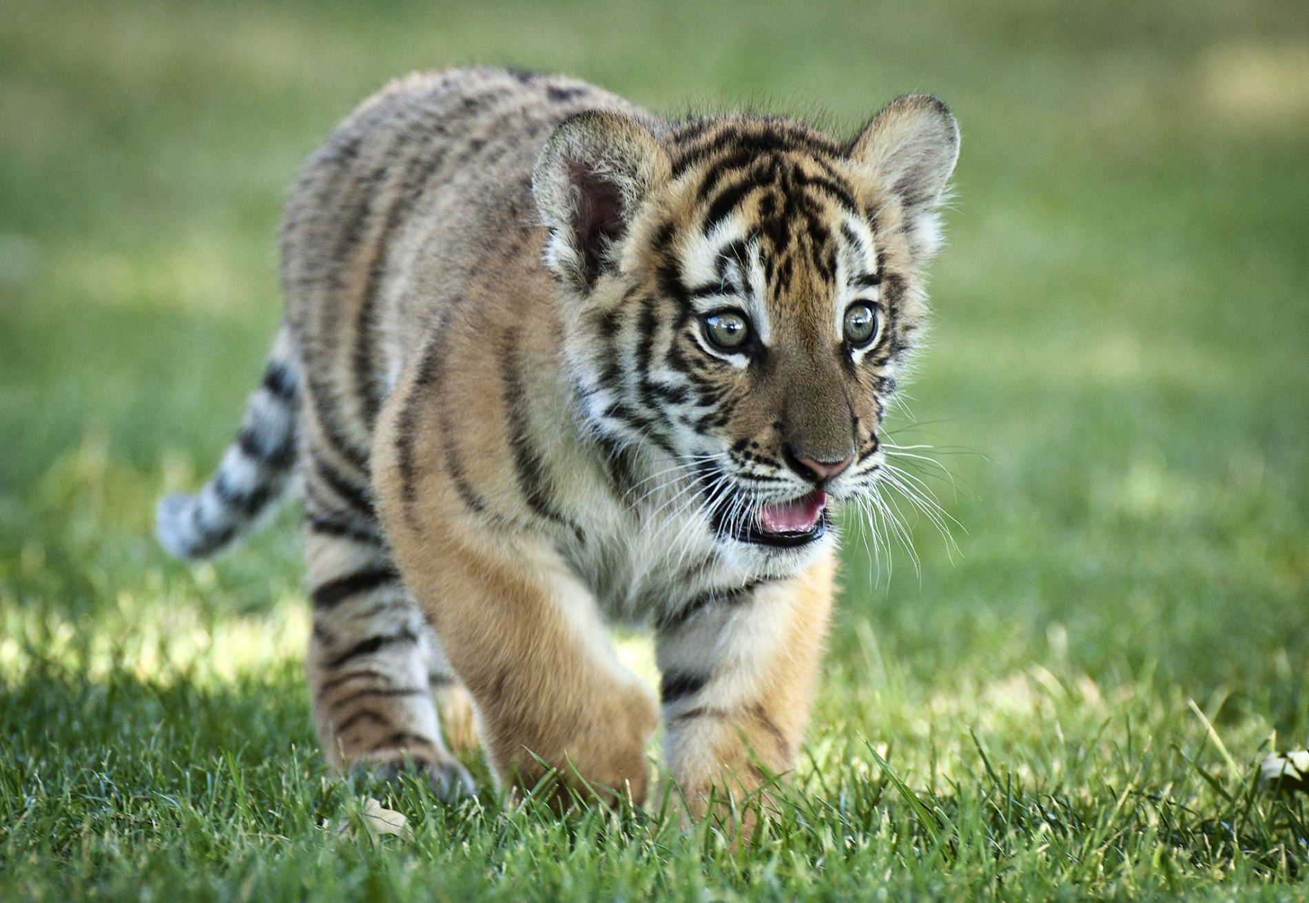 Descarga gratuita de fondo de pantalla para móvil de Animales, Gatos, Tigre.