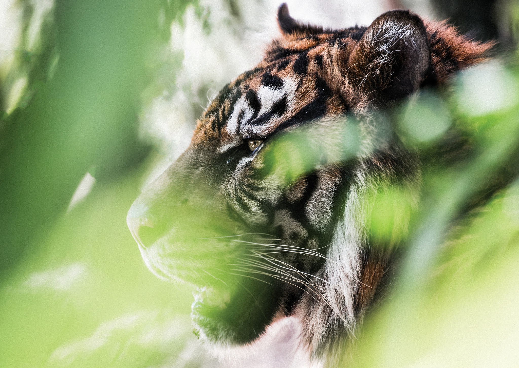 Handy-Wallpaper Tiere, Katzen, Tiger kostenlos herunterladen.