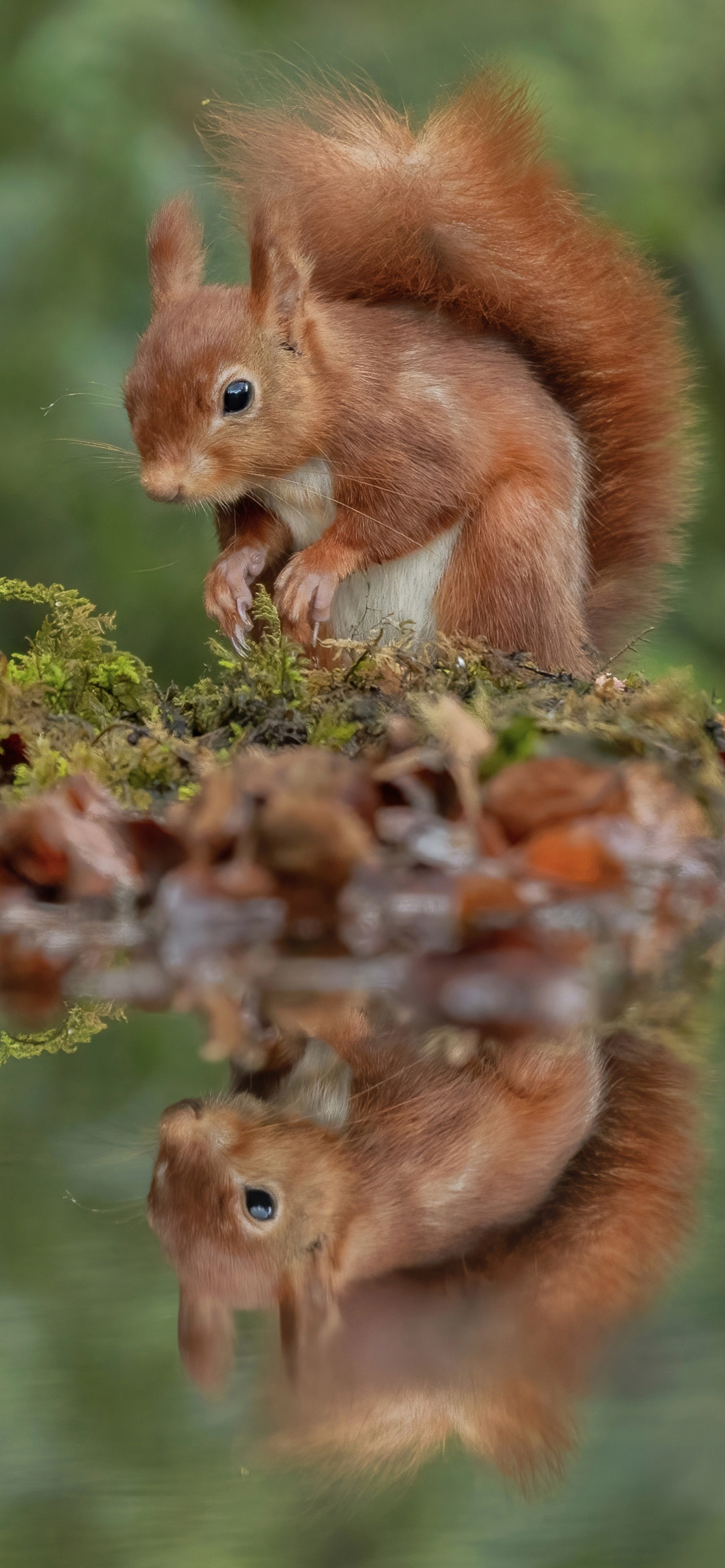 Handy-Wallpaper Tiere, Eichhörnchen, Spiegelung, Betrachtung kostenlos herunterladen.