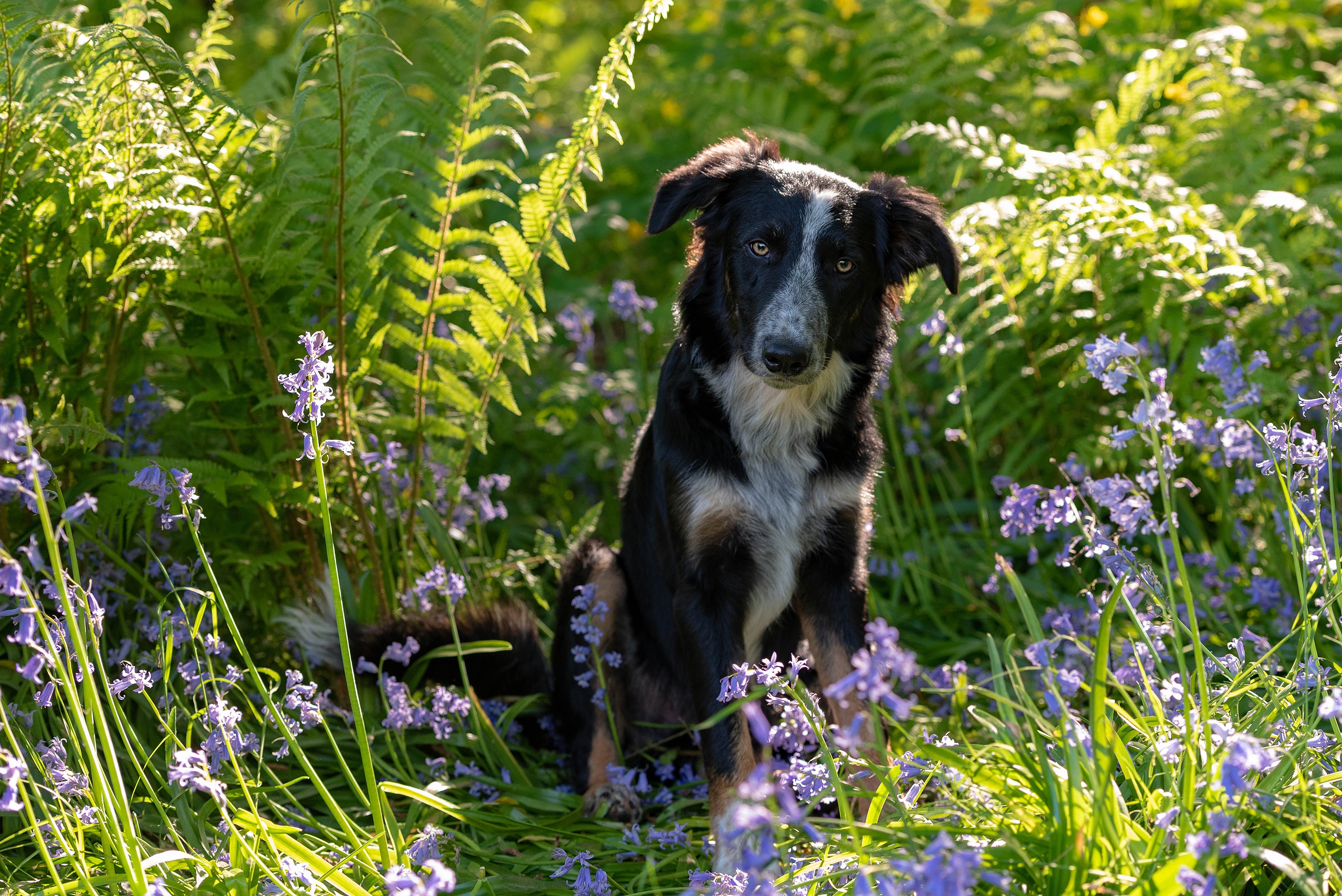 PCデスクトップに動物, 花, 犬画像を無料でダウンロード