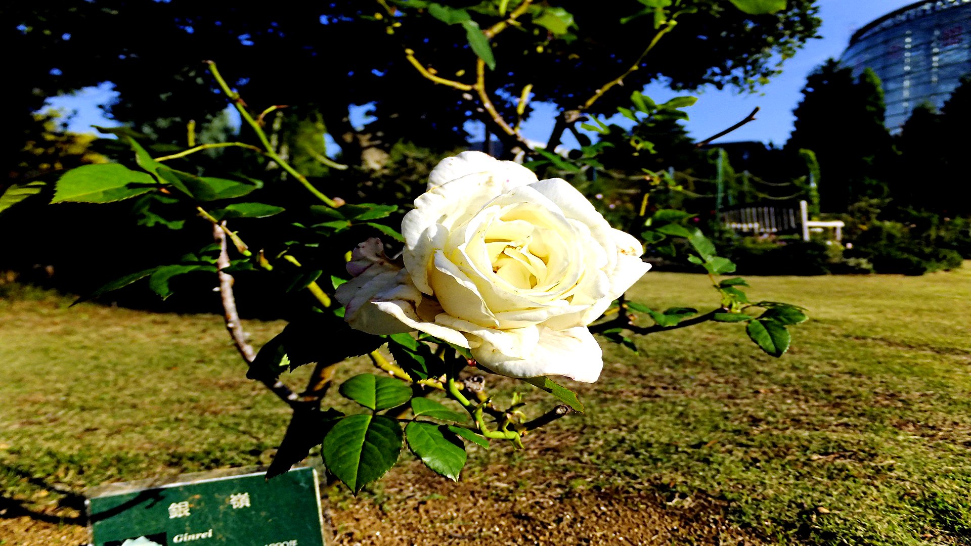 無料モバイル壁紙フラワーズ, 薔薇, 地球をダウンロードします。