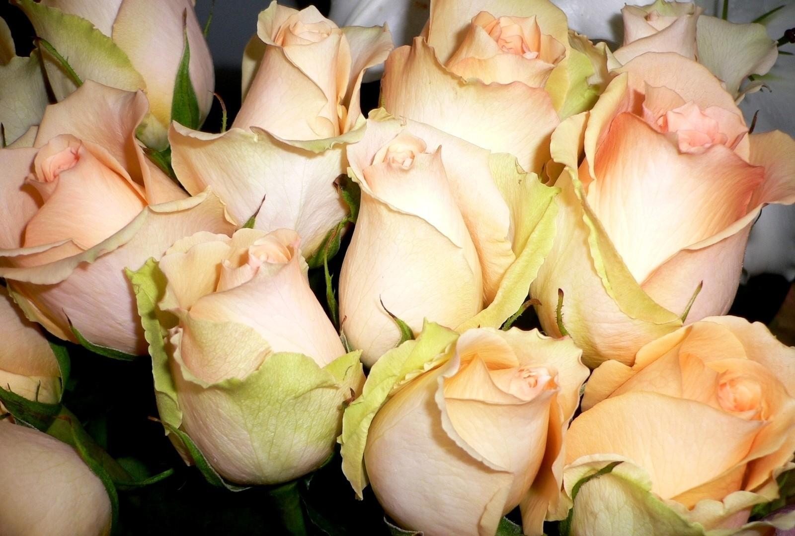 flowers, roses, close up, bouquet, buds
