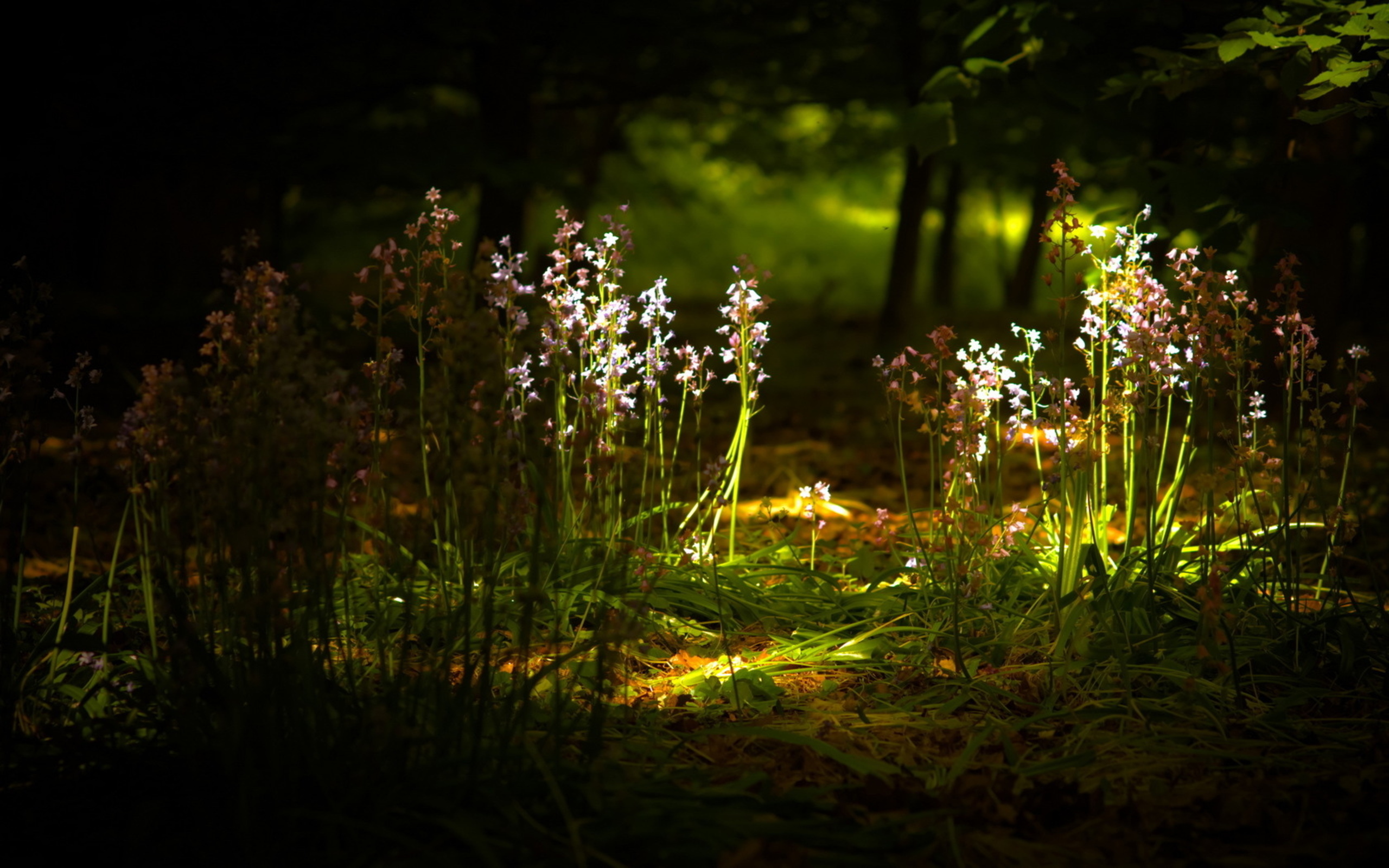 Téléchargez gratuitement l'image Fleurs, Fleur, Terre/nature sur le bureau de votre PC