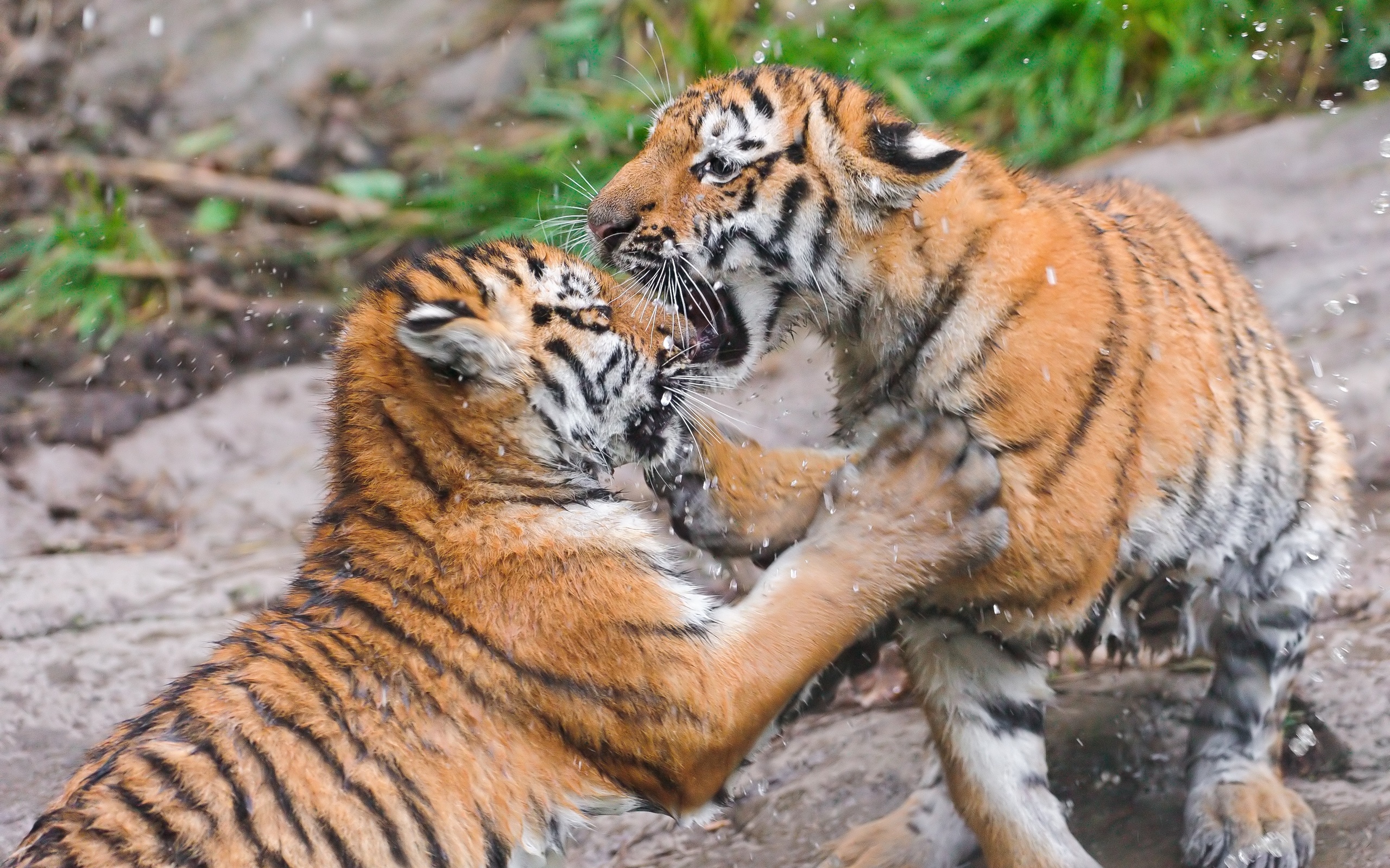 Laden Sie das Katzen, Tiere, Tiger-Bild kostenlos auf Ihren PC-Desktop herunter