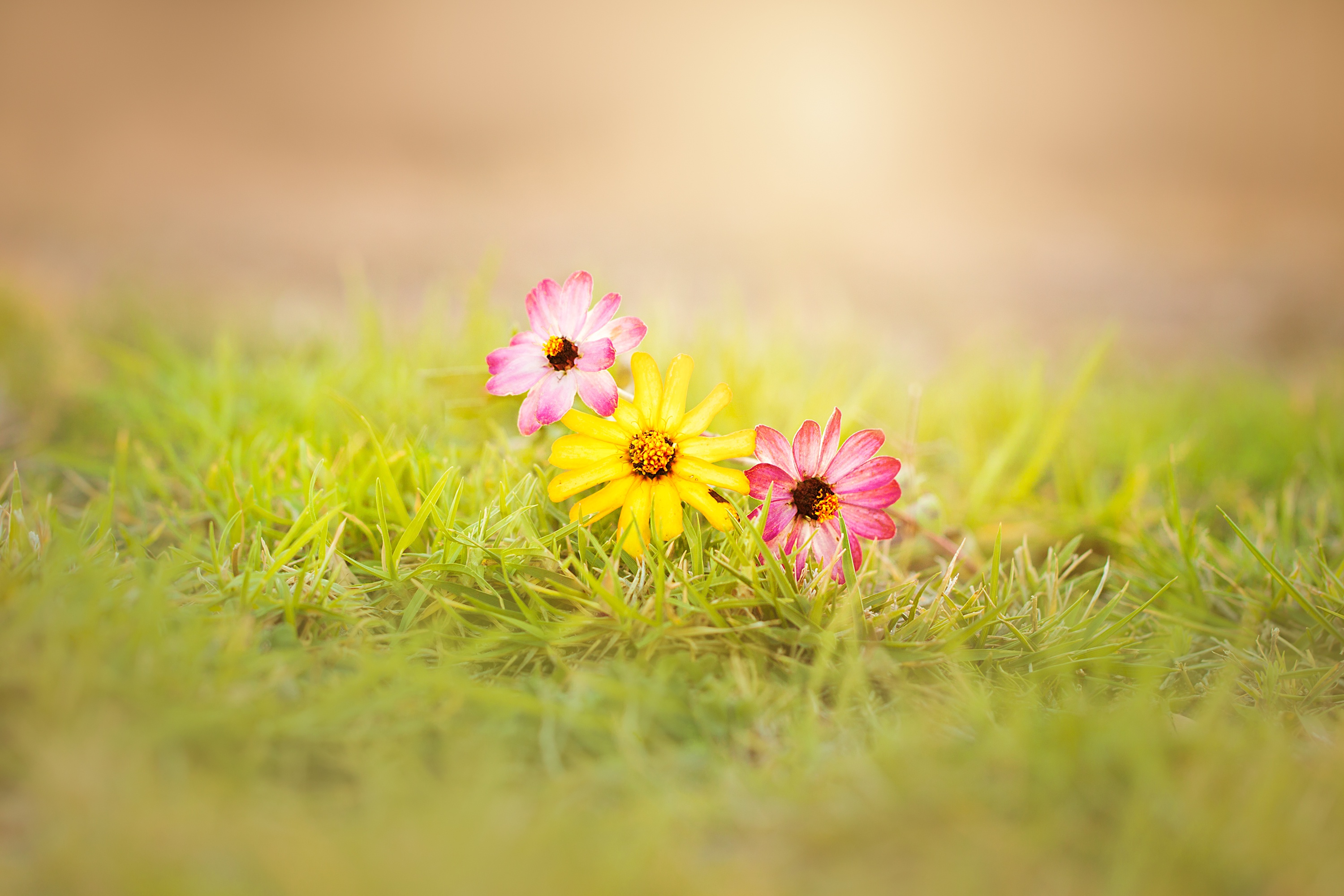 Free download wallpaper Flowers, Grass, Flower, Earth, Yellow Flower, Pink Flower on your PC desktop