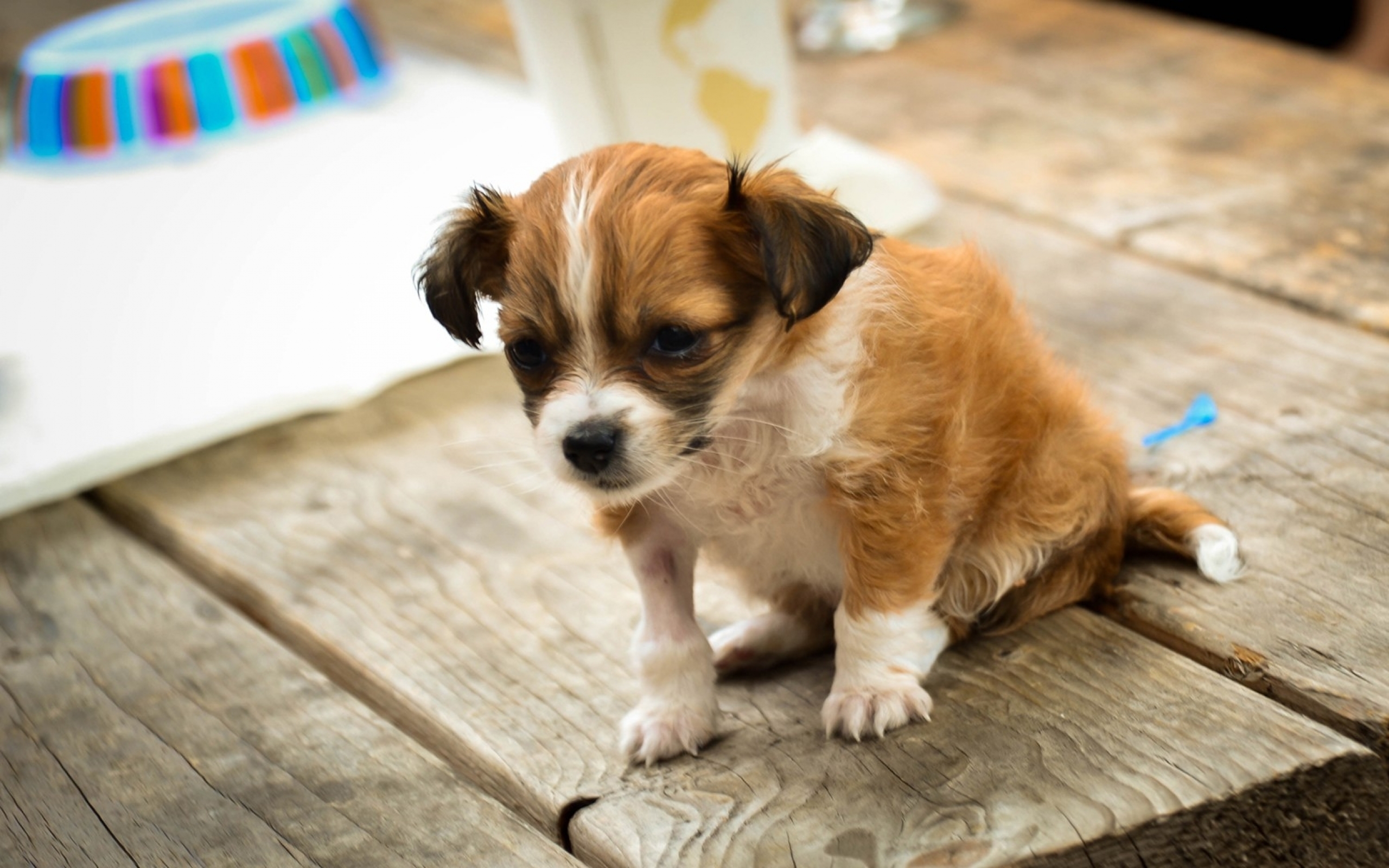 PCデスクトップに動物, 犬, 子犬画像を無料でダウンロード