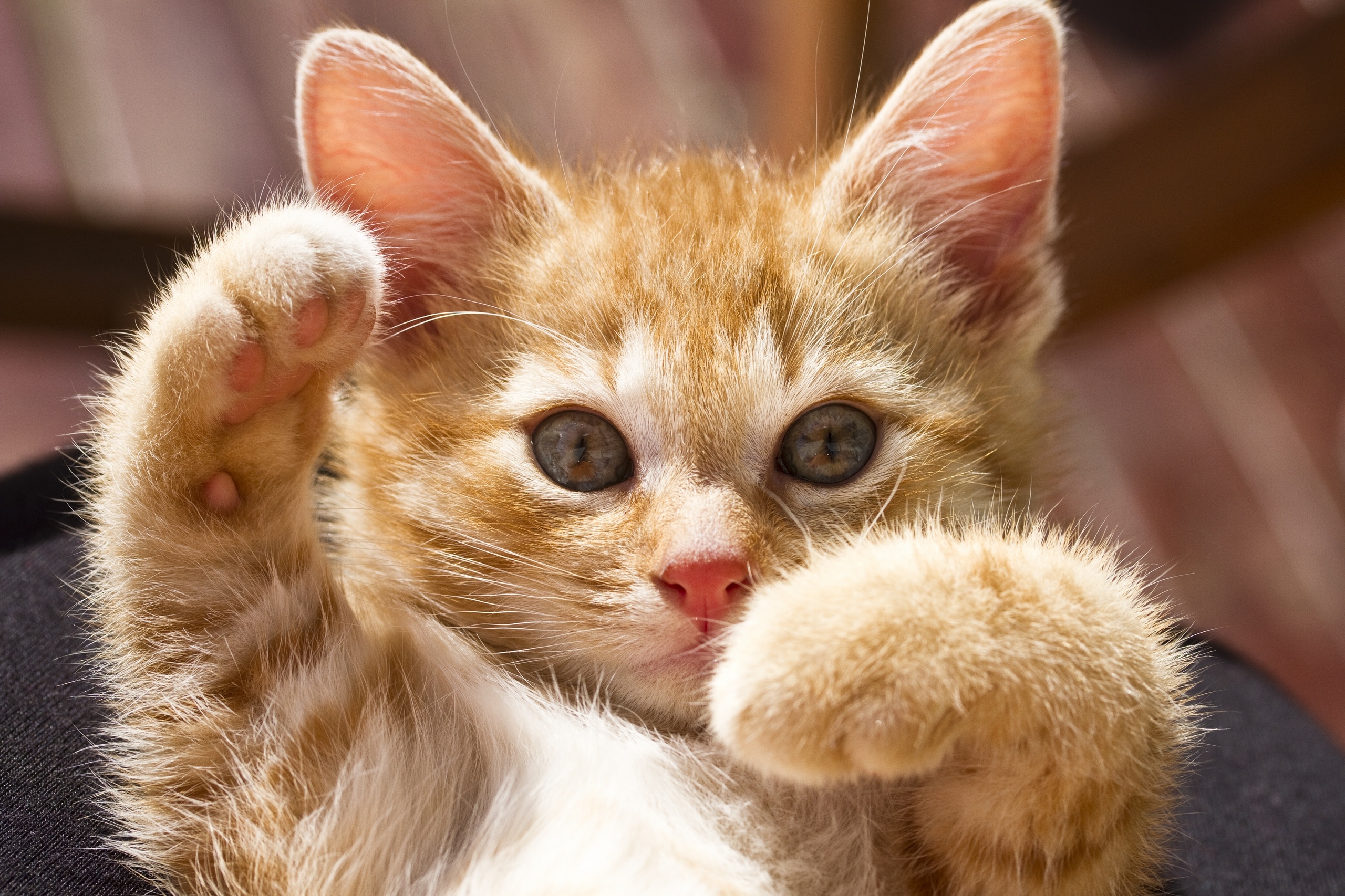 Free download wallpaper Cat, Cats, Animal on your PC desktop