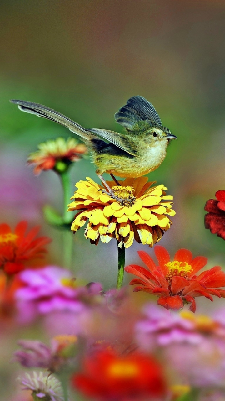 Download mobile wallpaper Birds, Flower, Bird, Animal, Colorful, Yellow Flower, Red Flower for free.