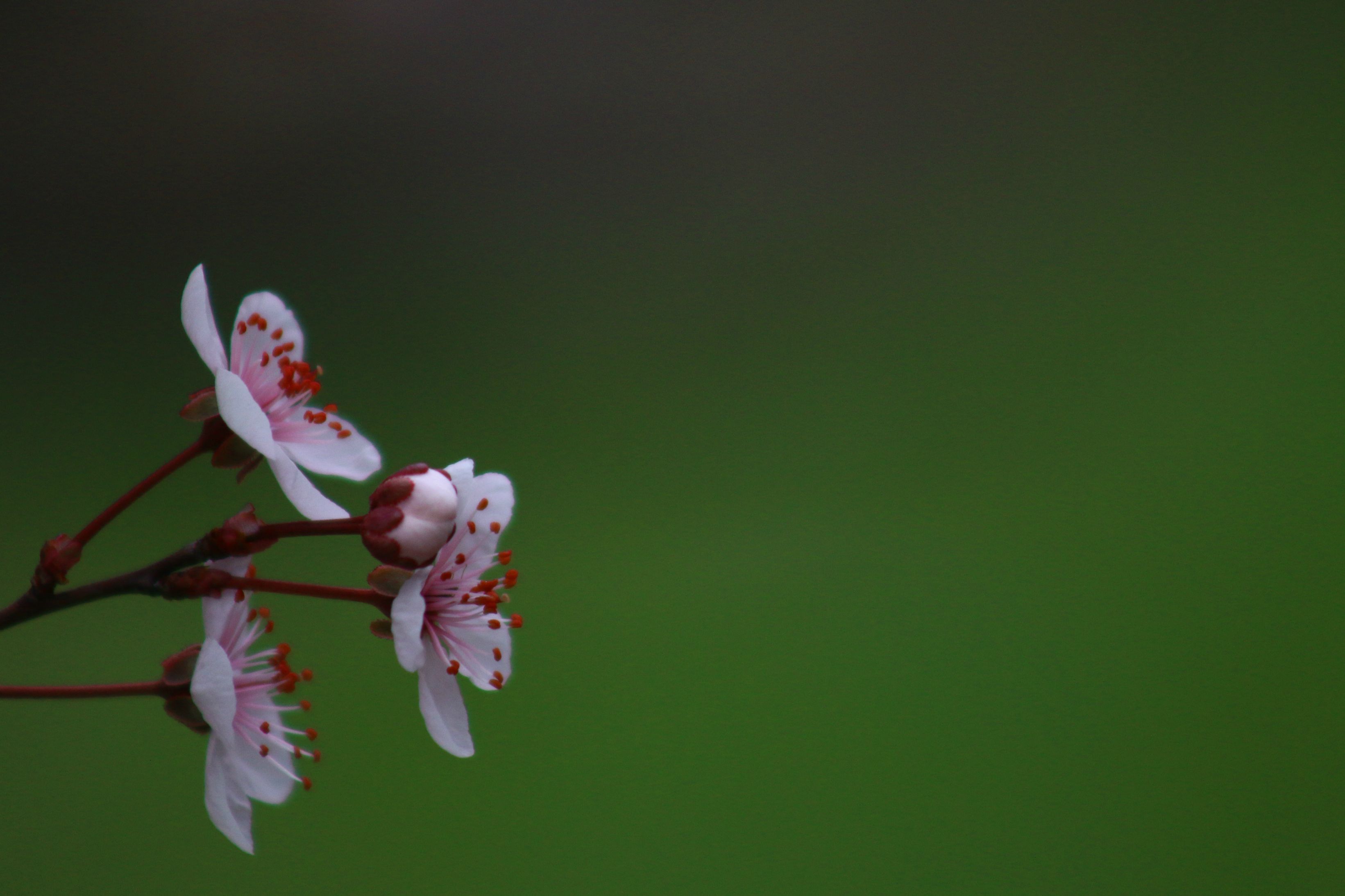 Free download wallpaper Flowers, Flower, Earth on your PC desktop