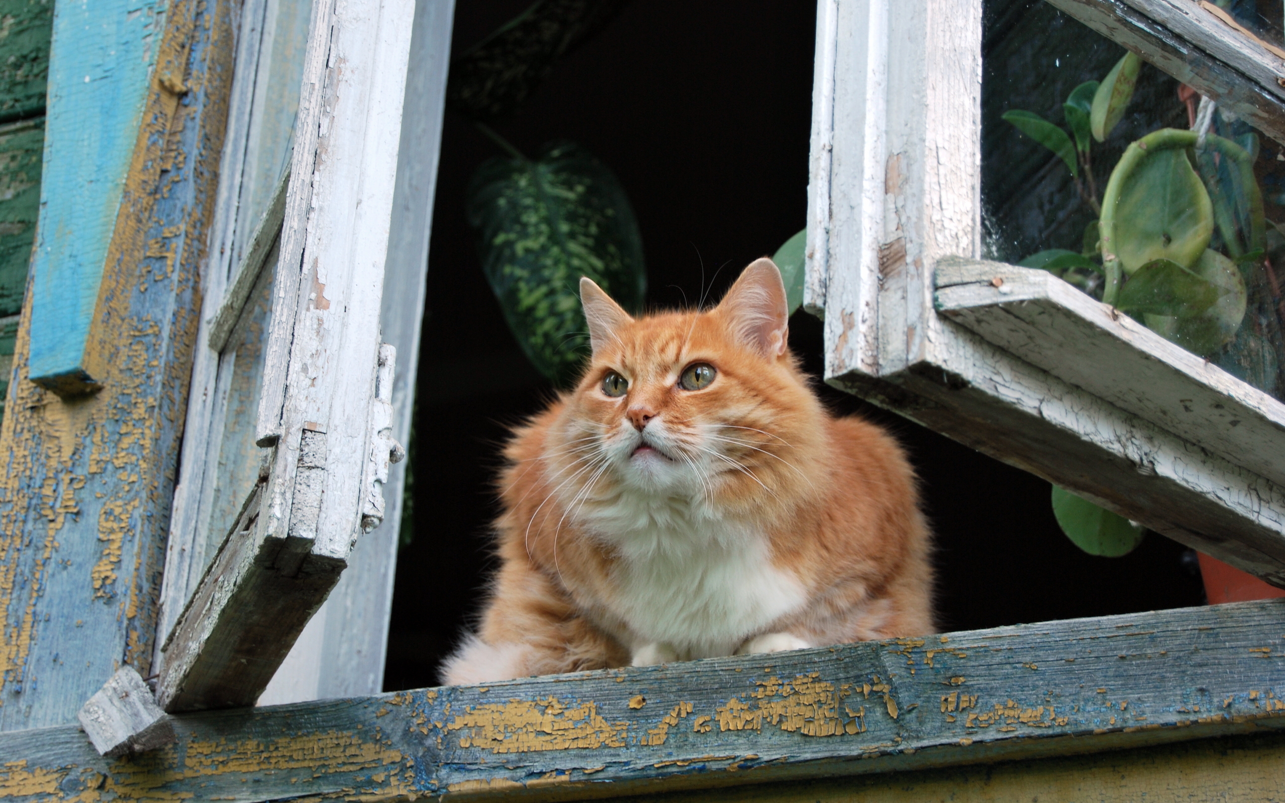 Descarga gratuita de fondo de pantalla para móvil de Animales, Gatos, Gato.