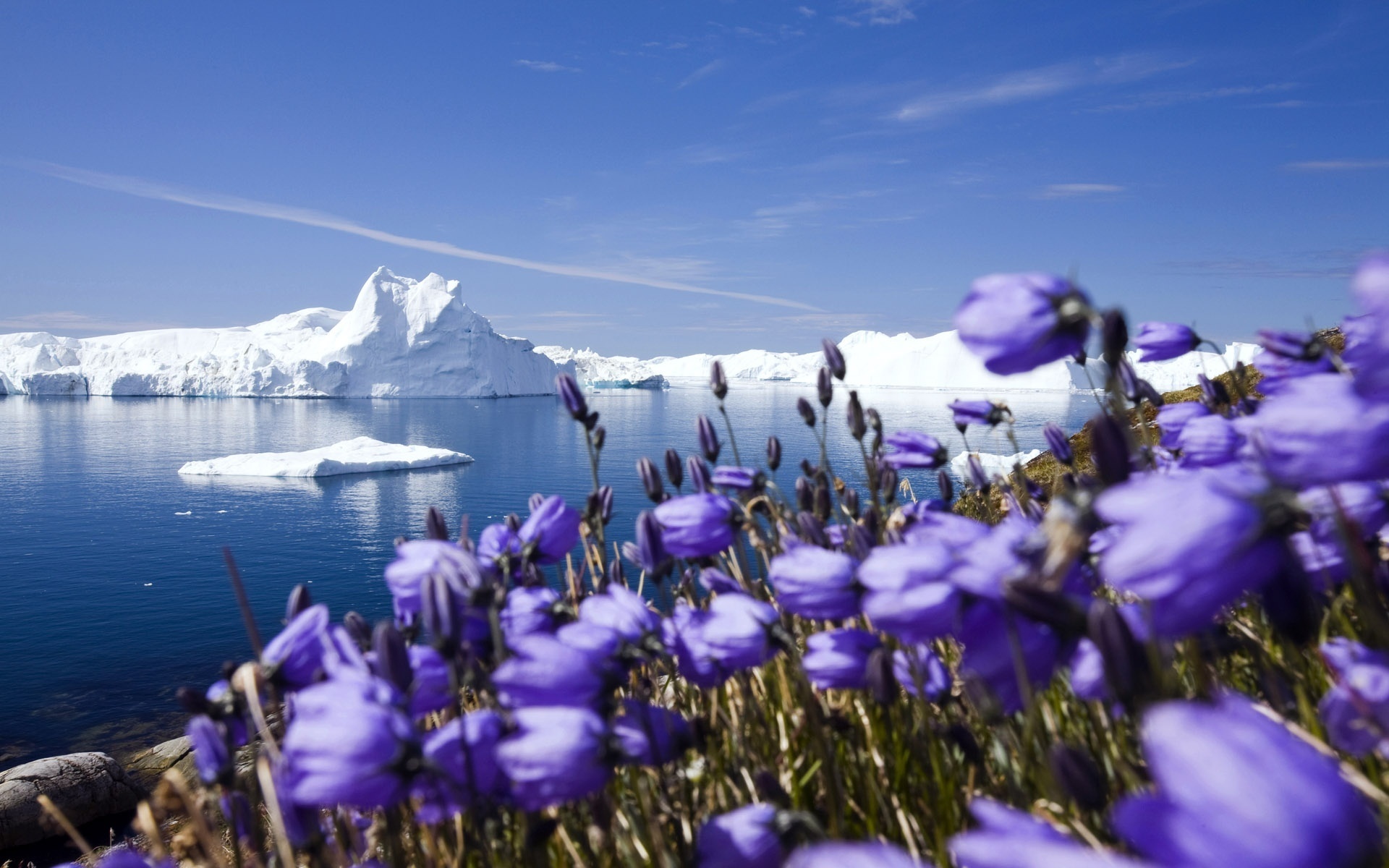 Free download wallpaper Landscape, Winter, Nature, Water, Ice, Flower, Ocean, Earth, Iceberg, Scenic on your PC desktop