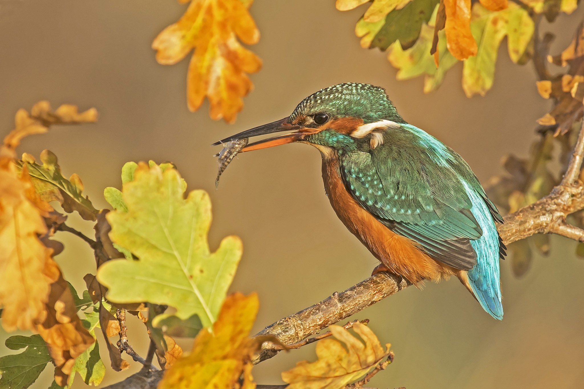 Download mobile wallpaper Birds, Bird, Leaf, Fall, Animal, Kingfisher for free.