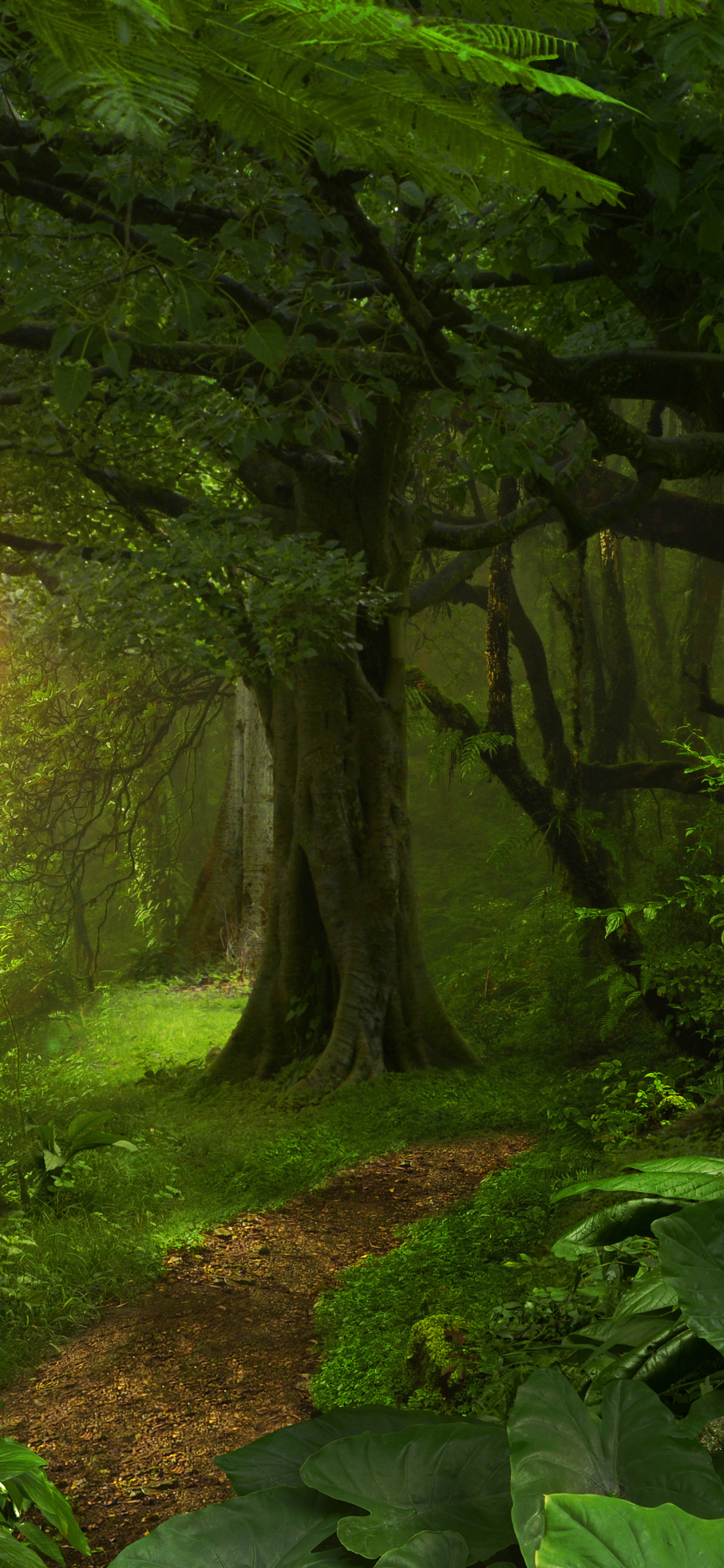 Скачати мобільні шпалери Природа, Ліс, Дерево, Земля, Шлях безкоштовно.