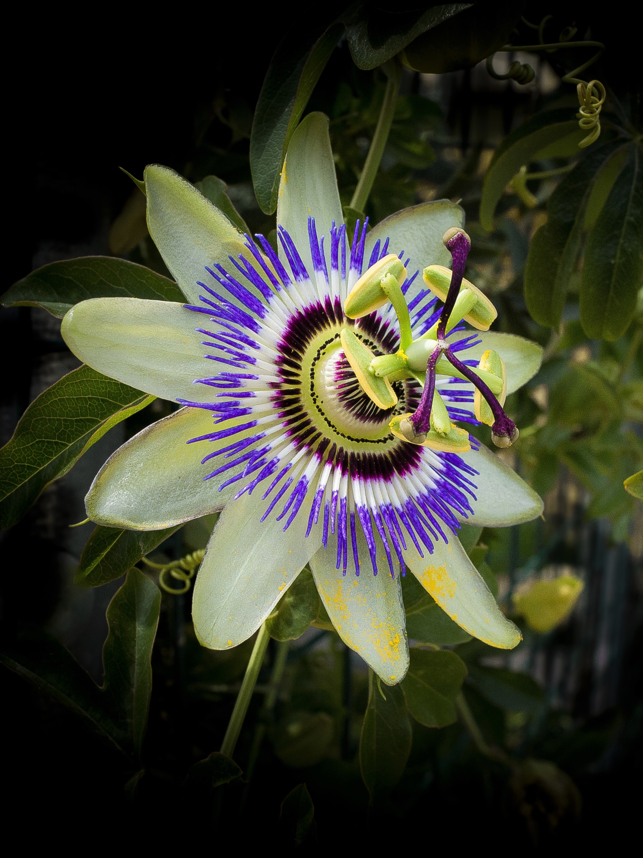earth, passion flower, nature, flower, flowers