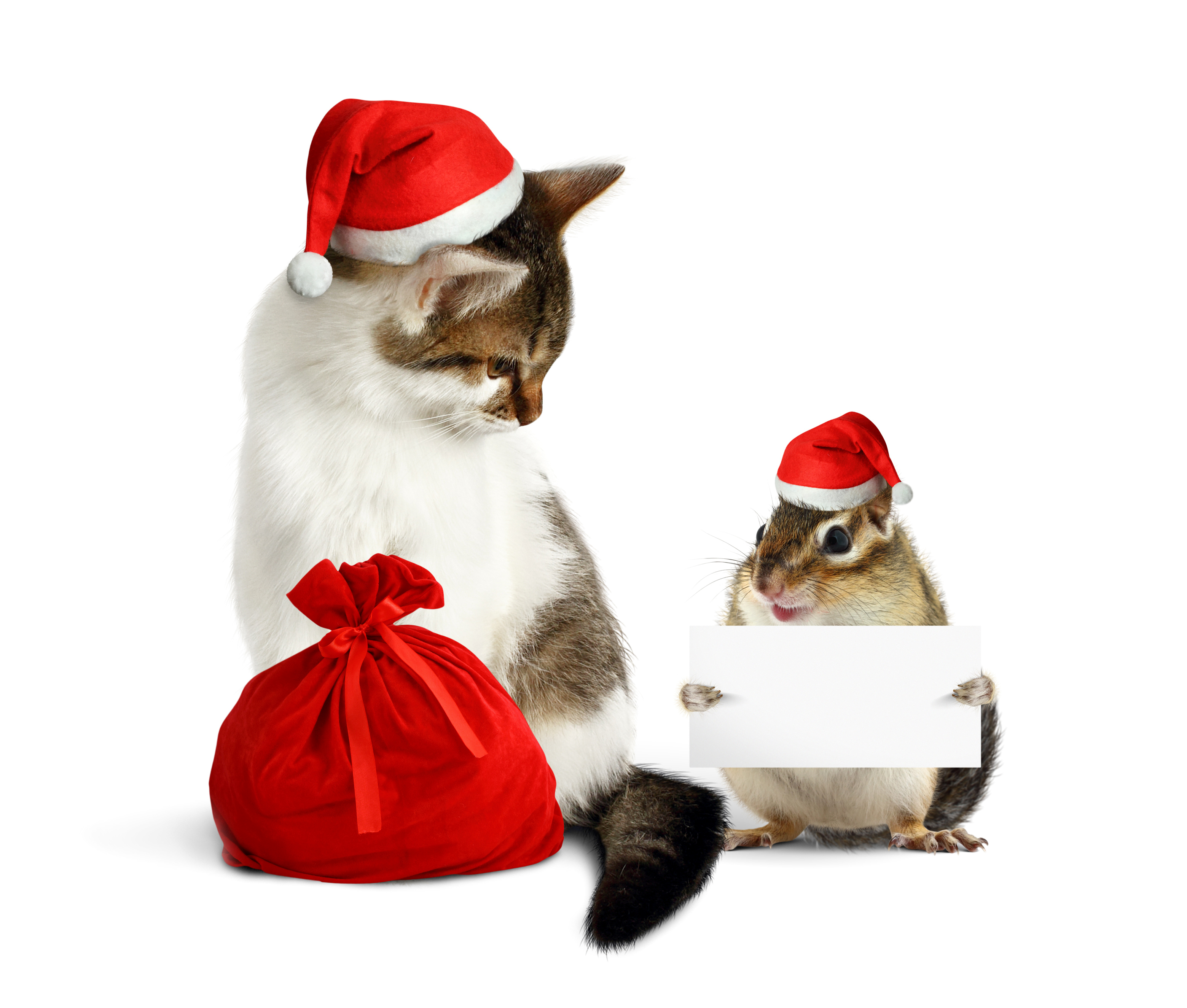 Handy-Wallpaper Feiertage, Hamster, Weihnachten, Katze, Weihnachtsmütze kostenlos herunterladen.