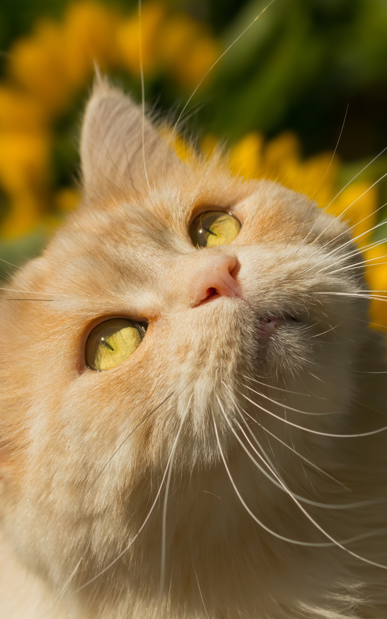 Baixe gratuitamente a imagem Animais, Gatos, Gato na área de trabalho do seu PC