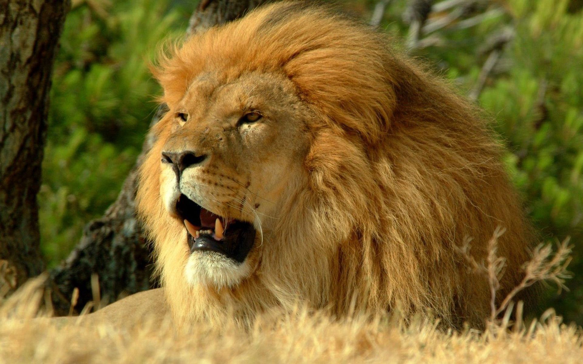 predator, animals, grin, lion, mane, king of beasts, king of the beasts