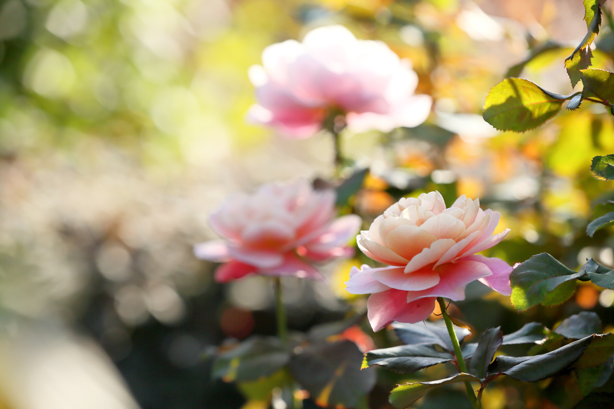無料モバイル壁紙自然, フラワーズ, 花, 薔薇, 地球, ボケ, ピンクの花をダウンロードします。