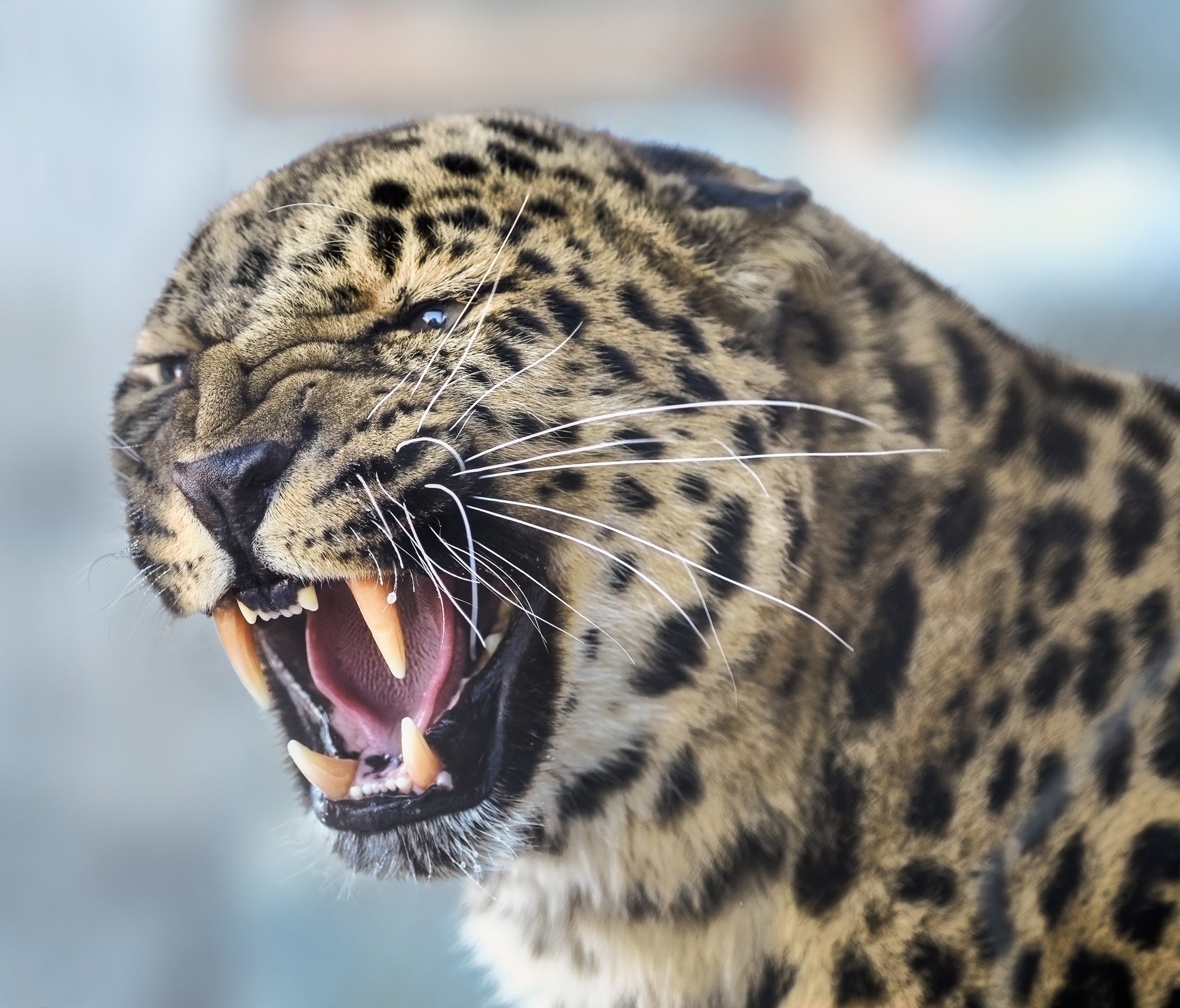 Laden Sie das Tiere, Katzen, Leopard-Bild kostenlos auf Ihren PC-Desktop herunter