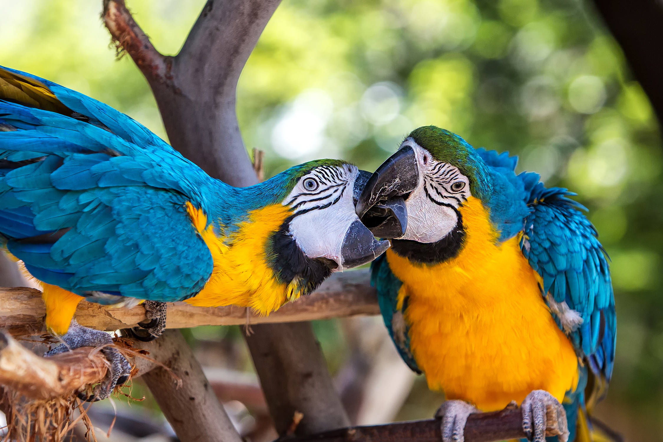 Download mobile wallpaper Birds, Bird, Animal, Macaw, Parrot, Blue And Yellow Macaw for free.