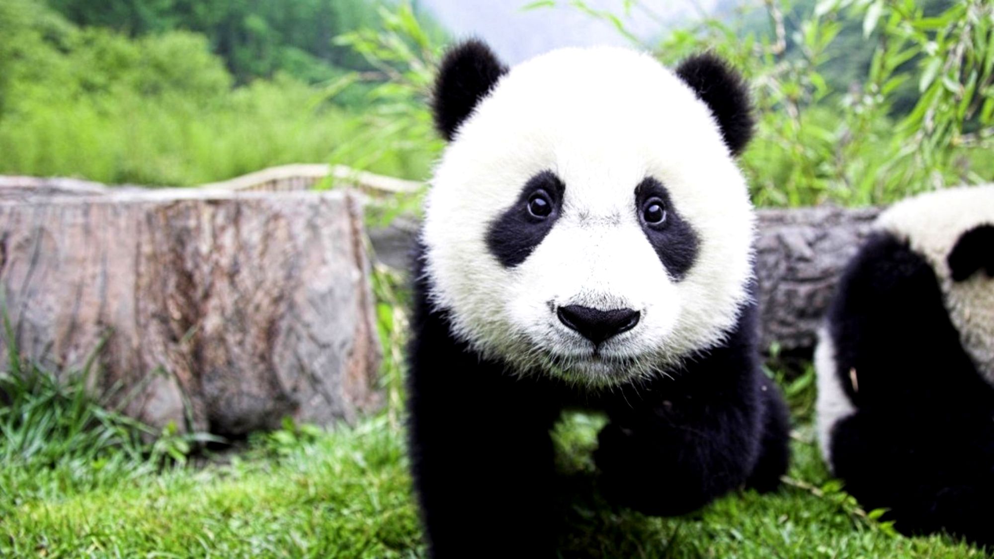 1472421 Hintergrundbild herunterladen tiere, panda - Bildschirmschoner und Bilder kostenlos