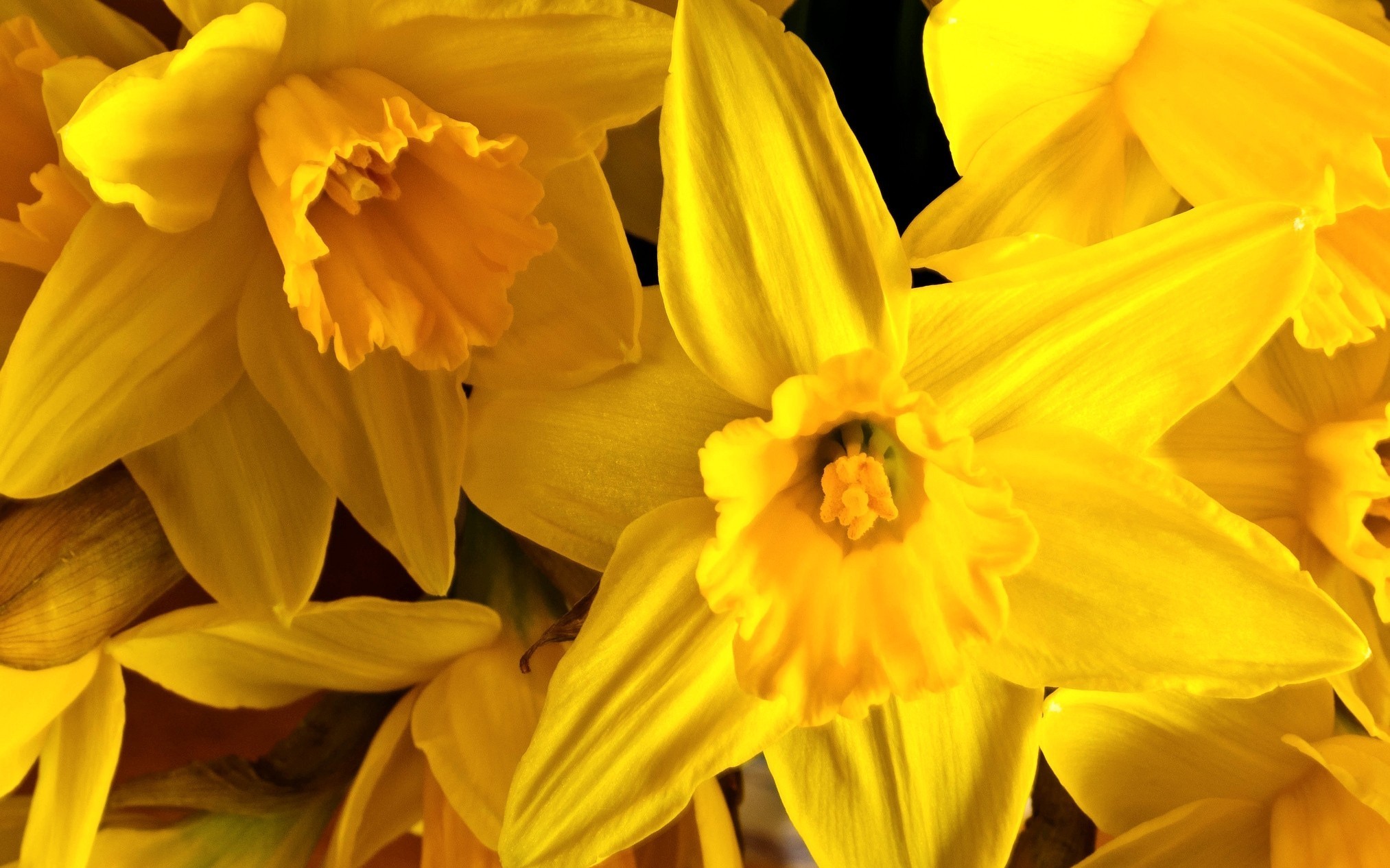Free download wallpaper Flowers, Earth, Daffodil on your PC desktop