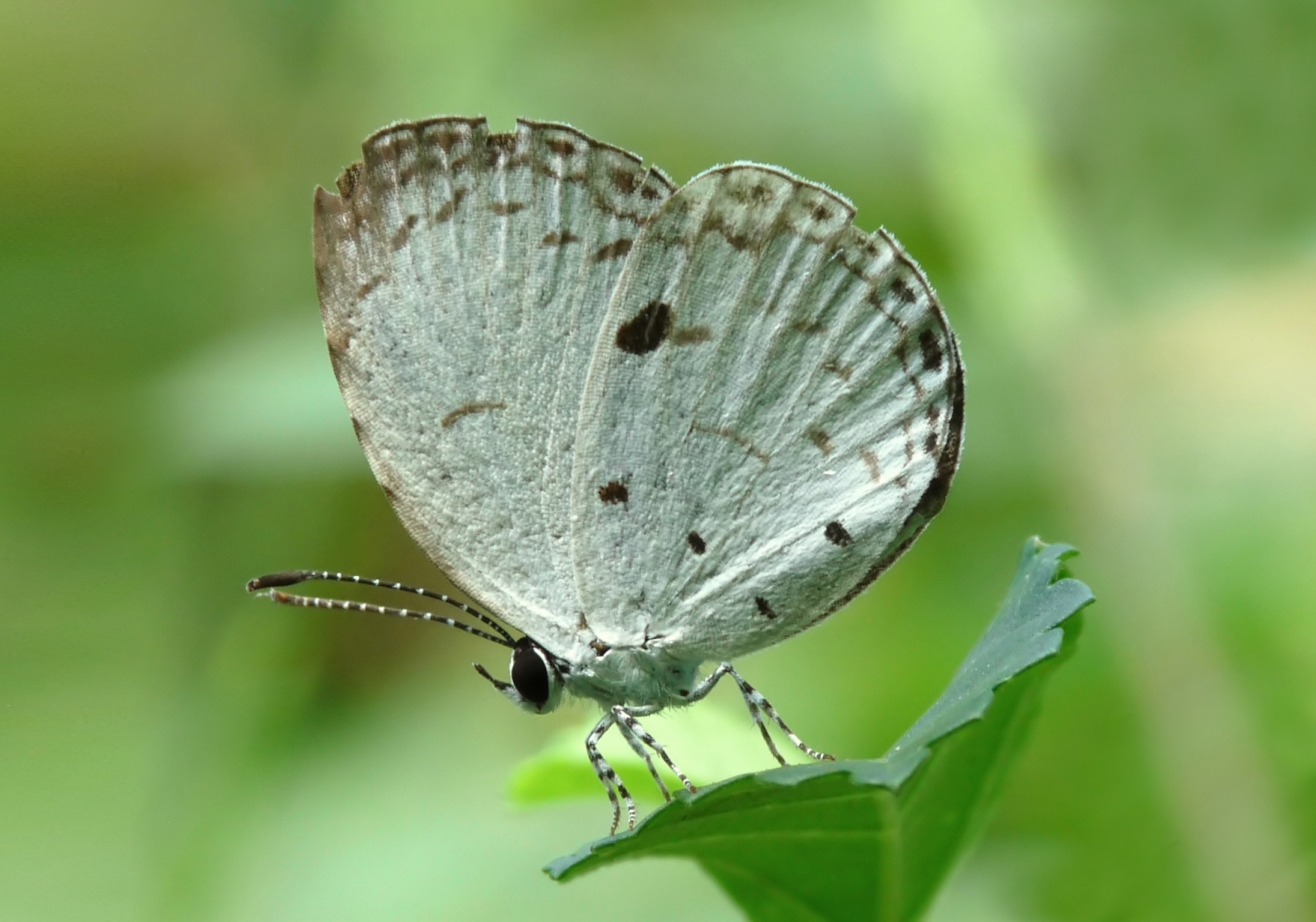 Téléchargez des papiers peints mobile Animaux, Papillon, Quaker gratuitement.