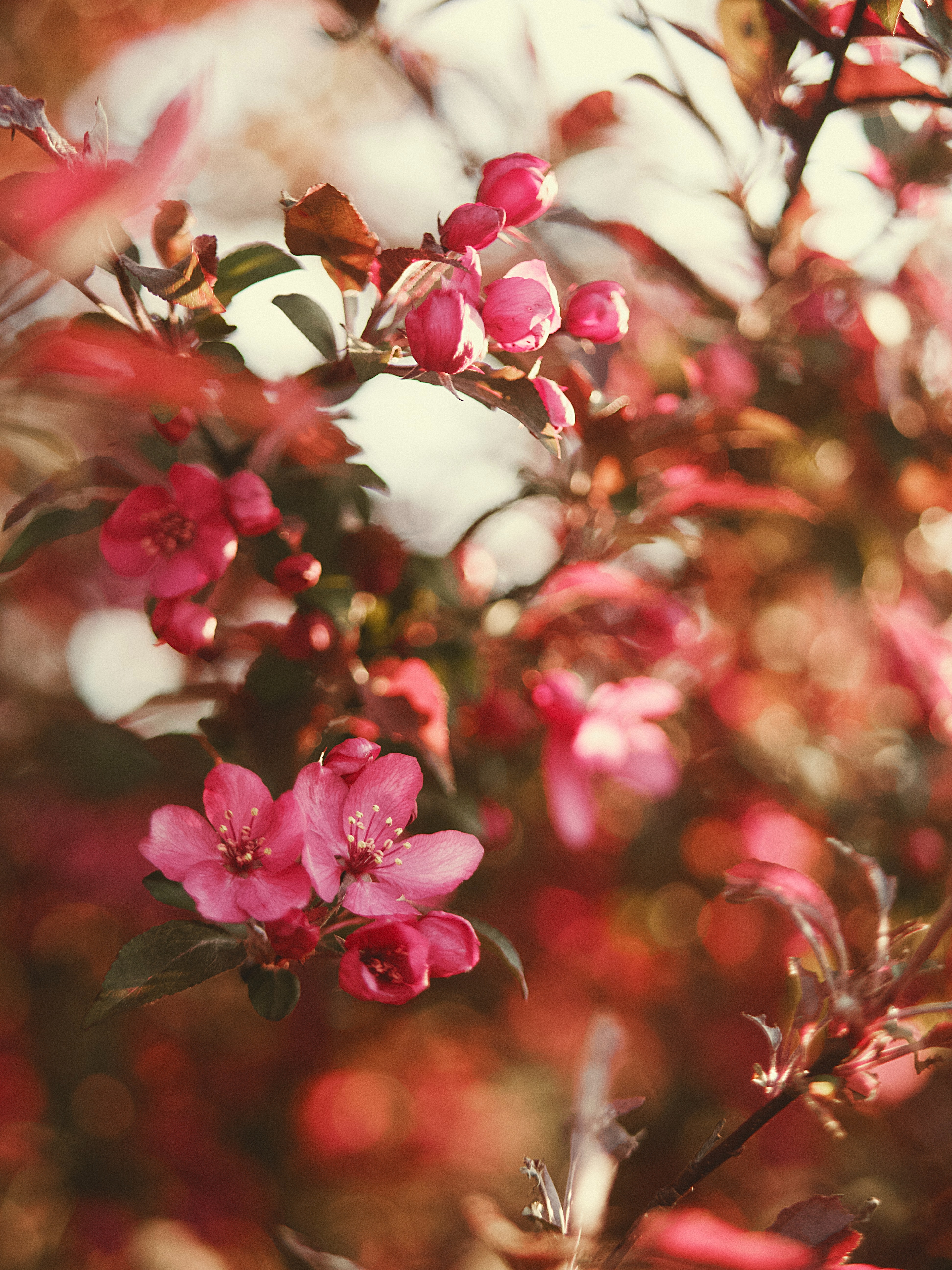無料モバイル壁紙フラワーズ, 咲く, 花, 庭園, 開花, ピンクをダウンロードします。