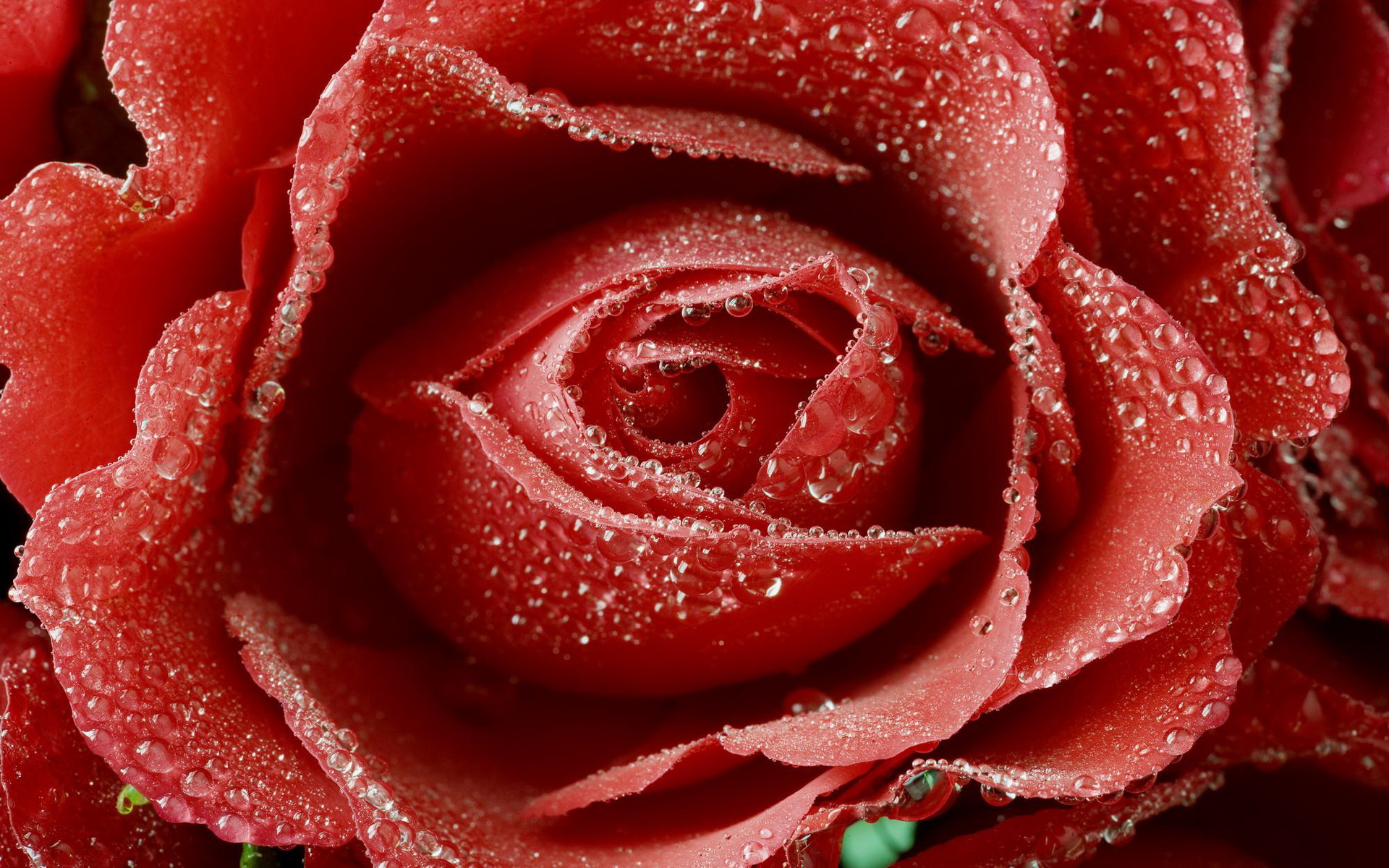 Скачать обои бесплатно Капли, Цветок, Роза, Красная Роза, Земля/природа, Флауэрсы картинка на рабочий стол ПК
