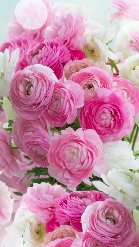 無料モバイル壁紙フラワーズ, 花, 地球, 白い花, ピンクの花, ラナンキュラをダウンロードします。