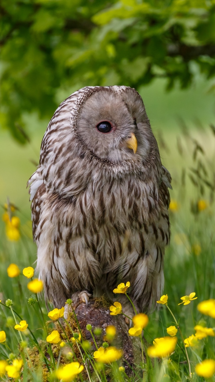 Download mobile wallpaper Birds, Owl, Bird, Animal, Yellow Flower, Great Grey Owl for free.