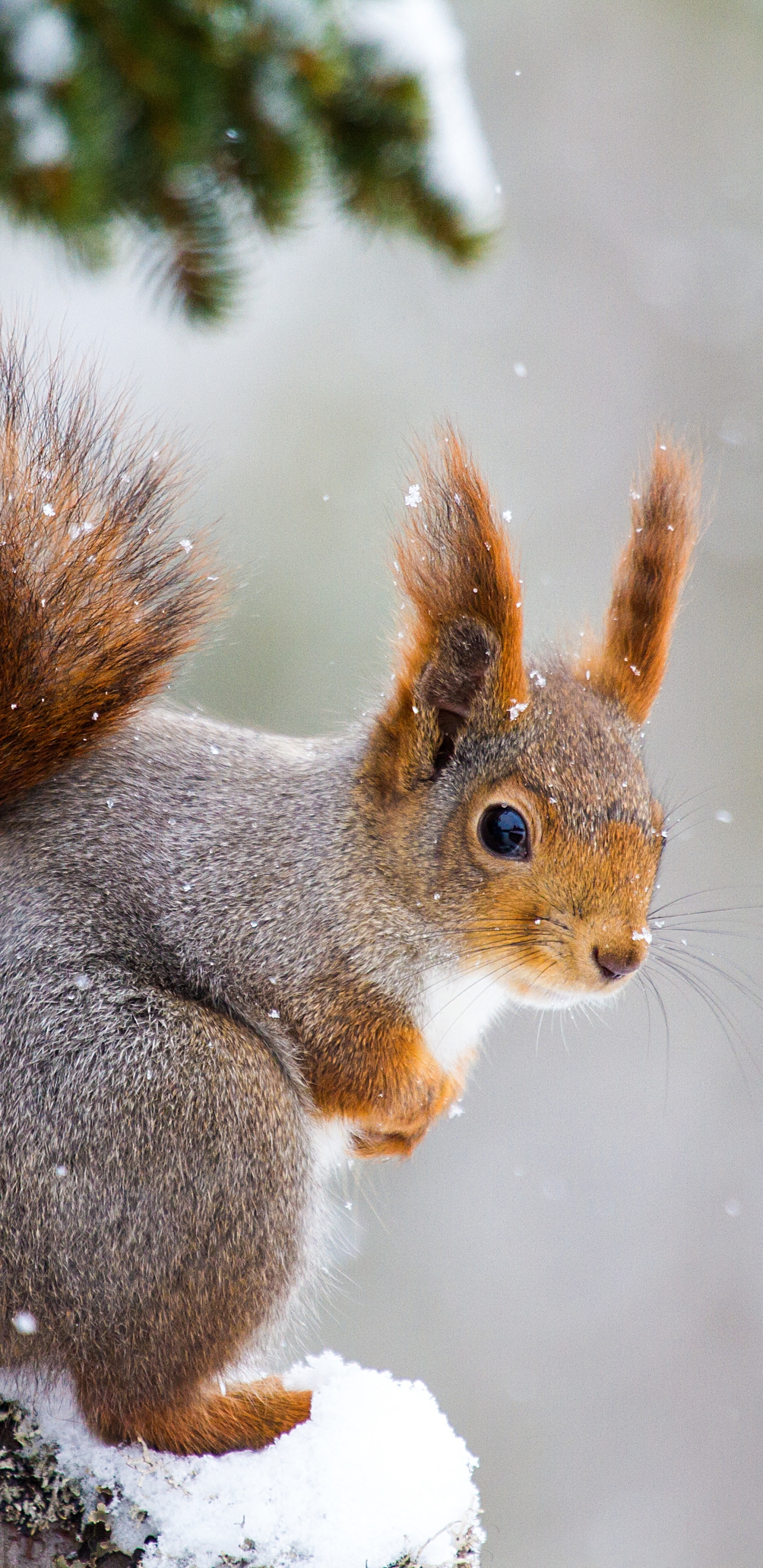 Download mobile wallpaper Winter, Squirrel, Snow, Animal, Rodent, Snowfall for free.