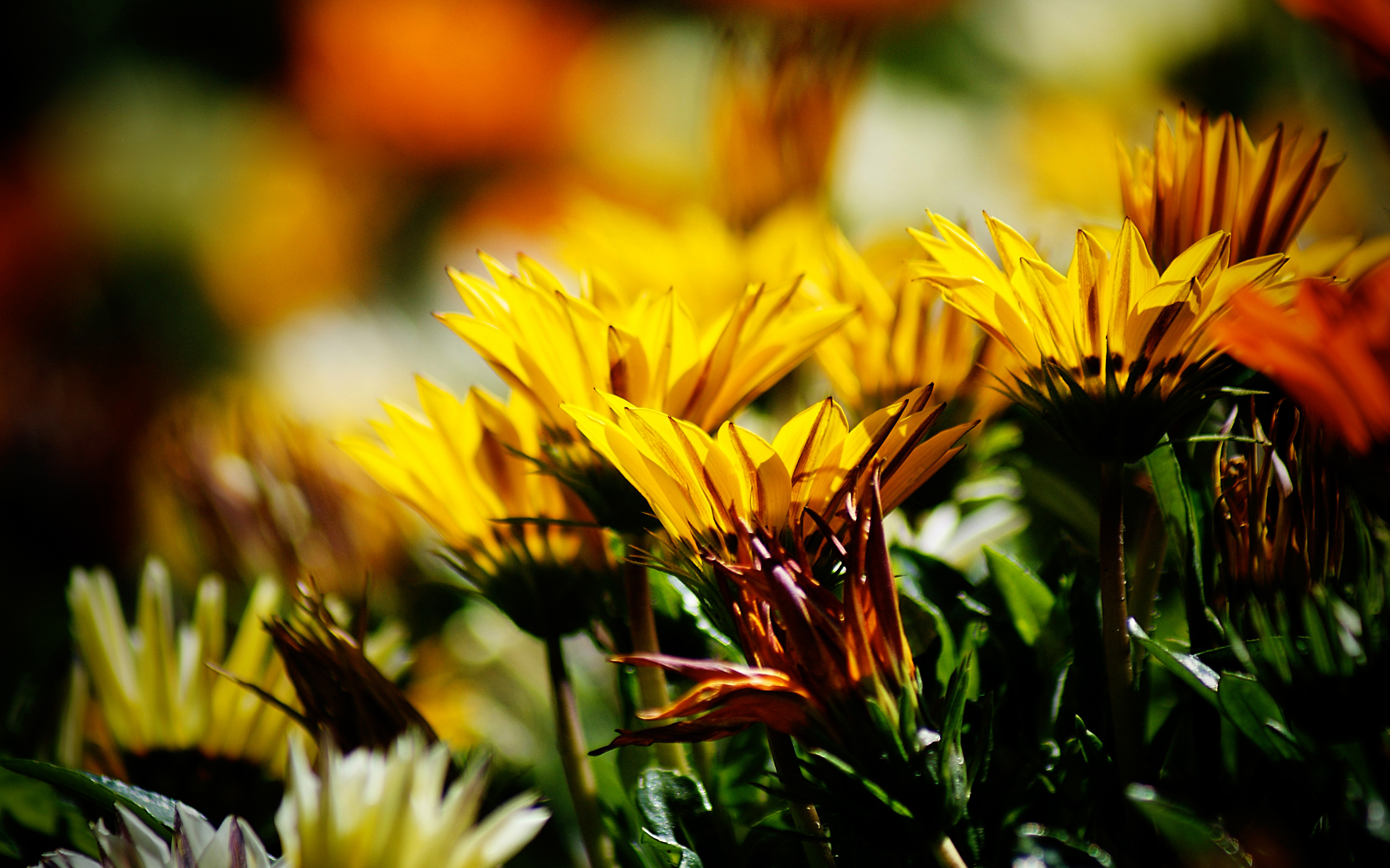 Descarga gratis la imagen Flores, Flor, Tierra/naturaleza en el escritorio de tu PC