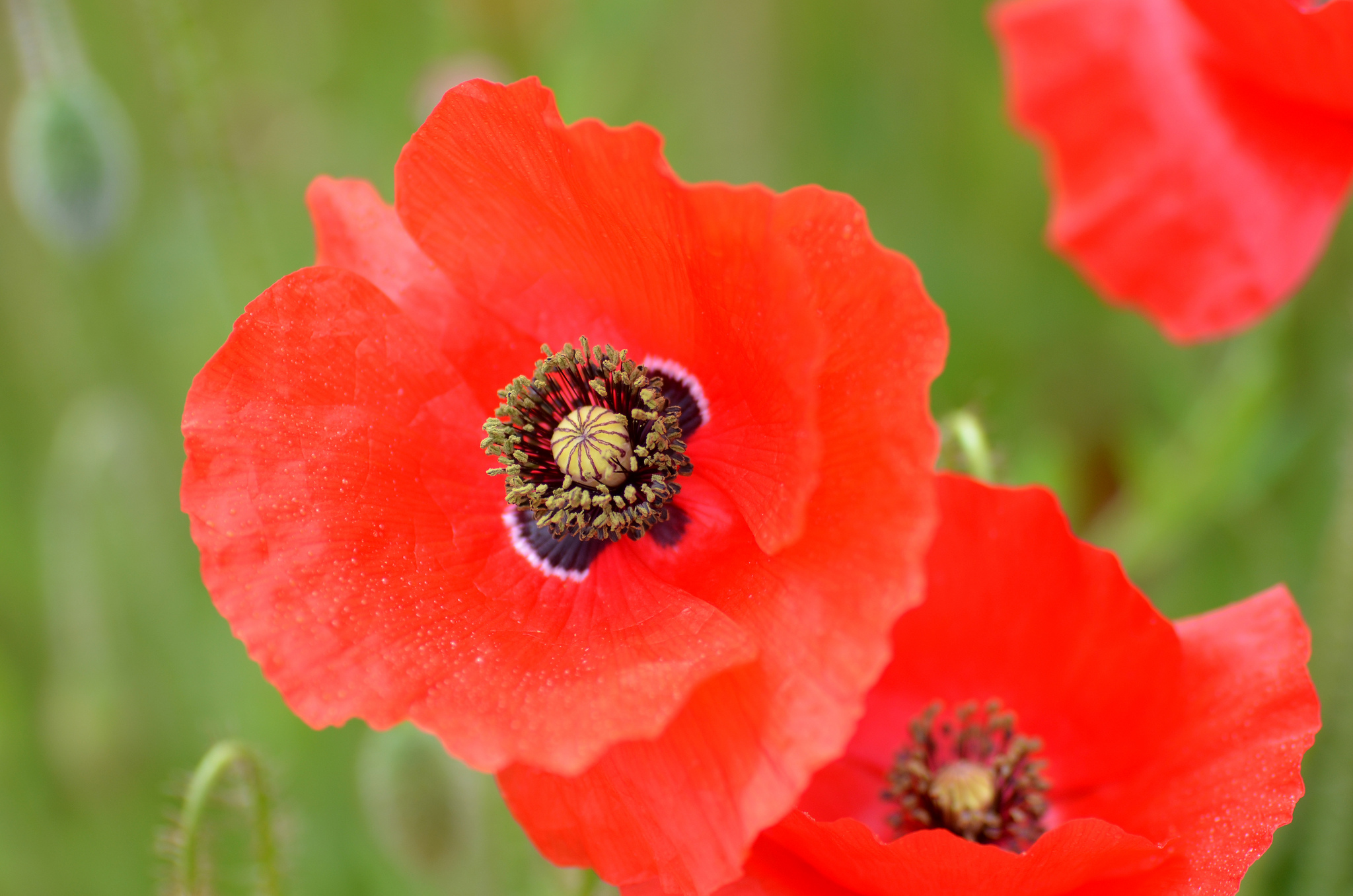 Descarga gratuita de fondo de pantalla para móvil de Naturaleza, Flores, Verano, Flor, Amapola, Flor Roja, Tierra/naturaleza, Macrofotografía.