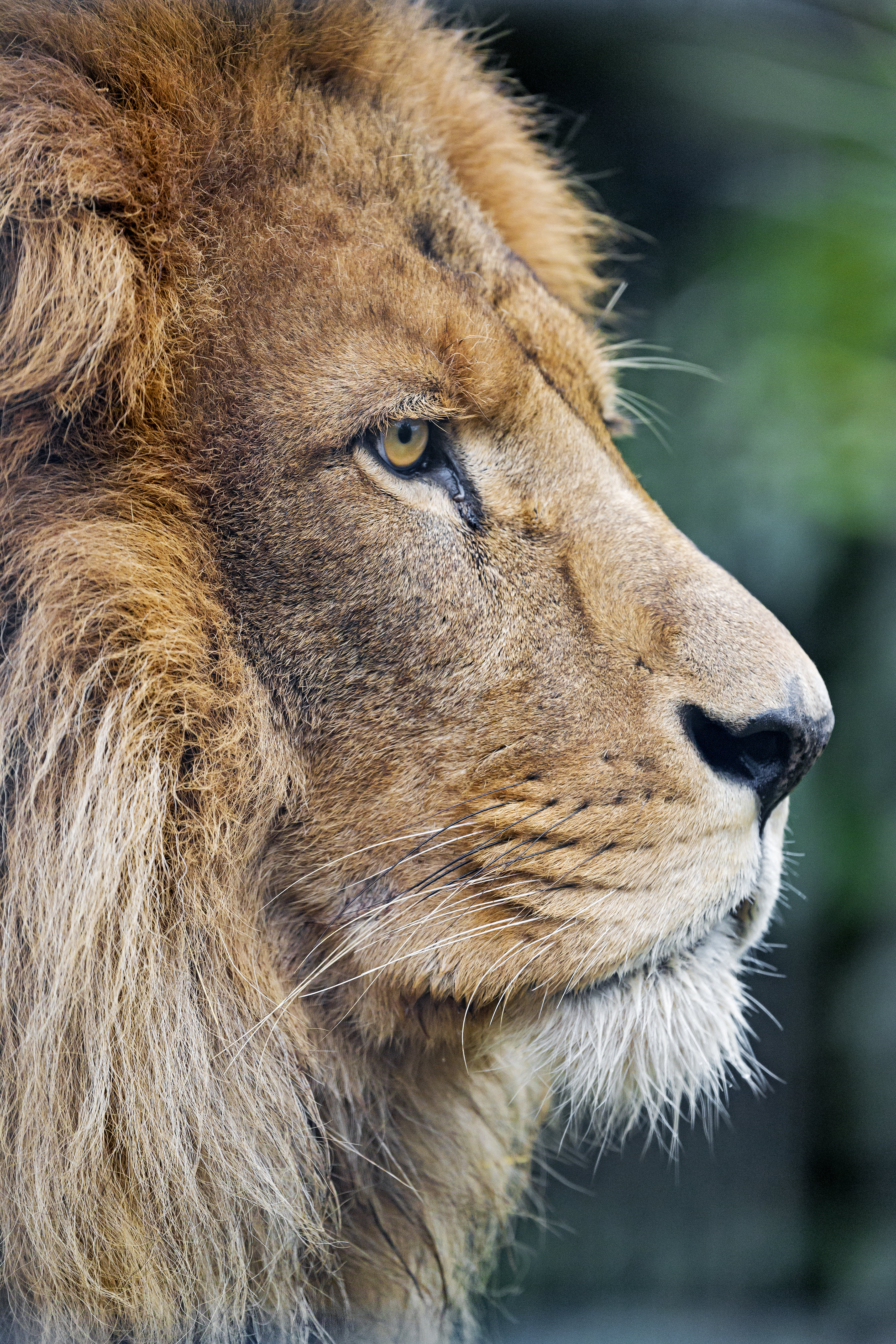 84590 télécharger l'image profil, animaux, un lion, lion, prédateur, gros chat, fauve - fonds d'écran et économiseurs d'écran gratuits
